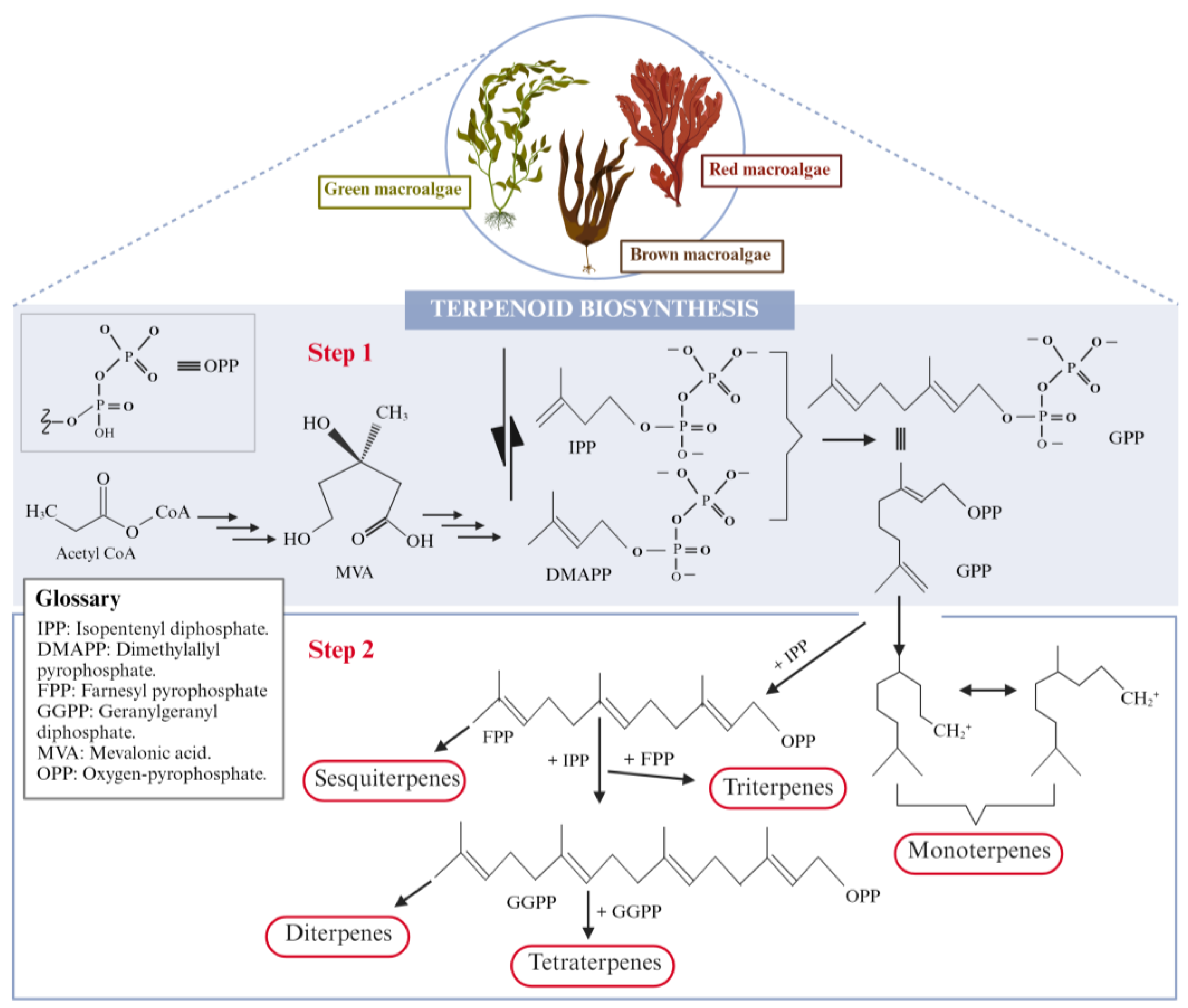 Marinedrugs 22 00478 g005