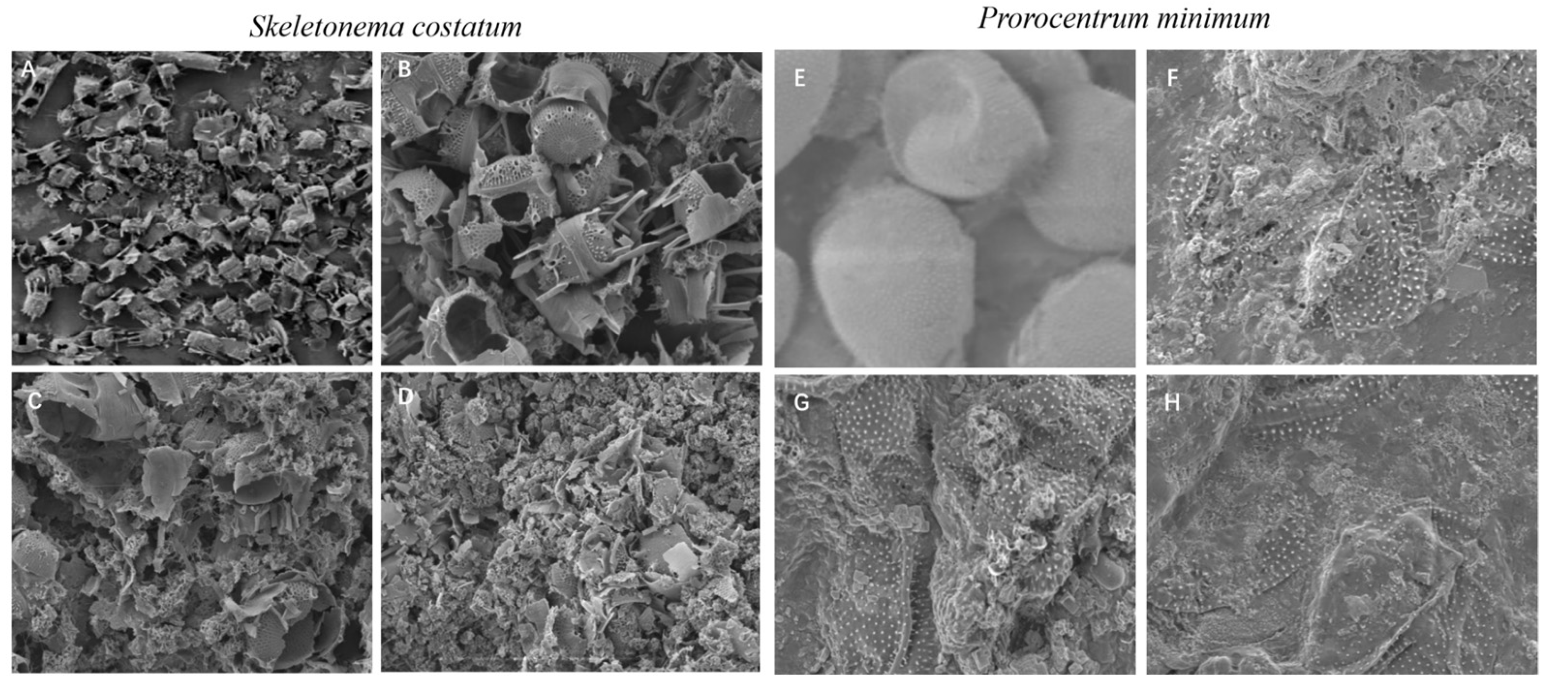 Marinedrugs 22 00494 g004