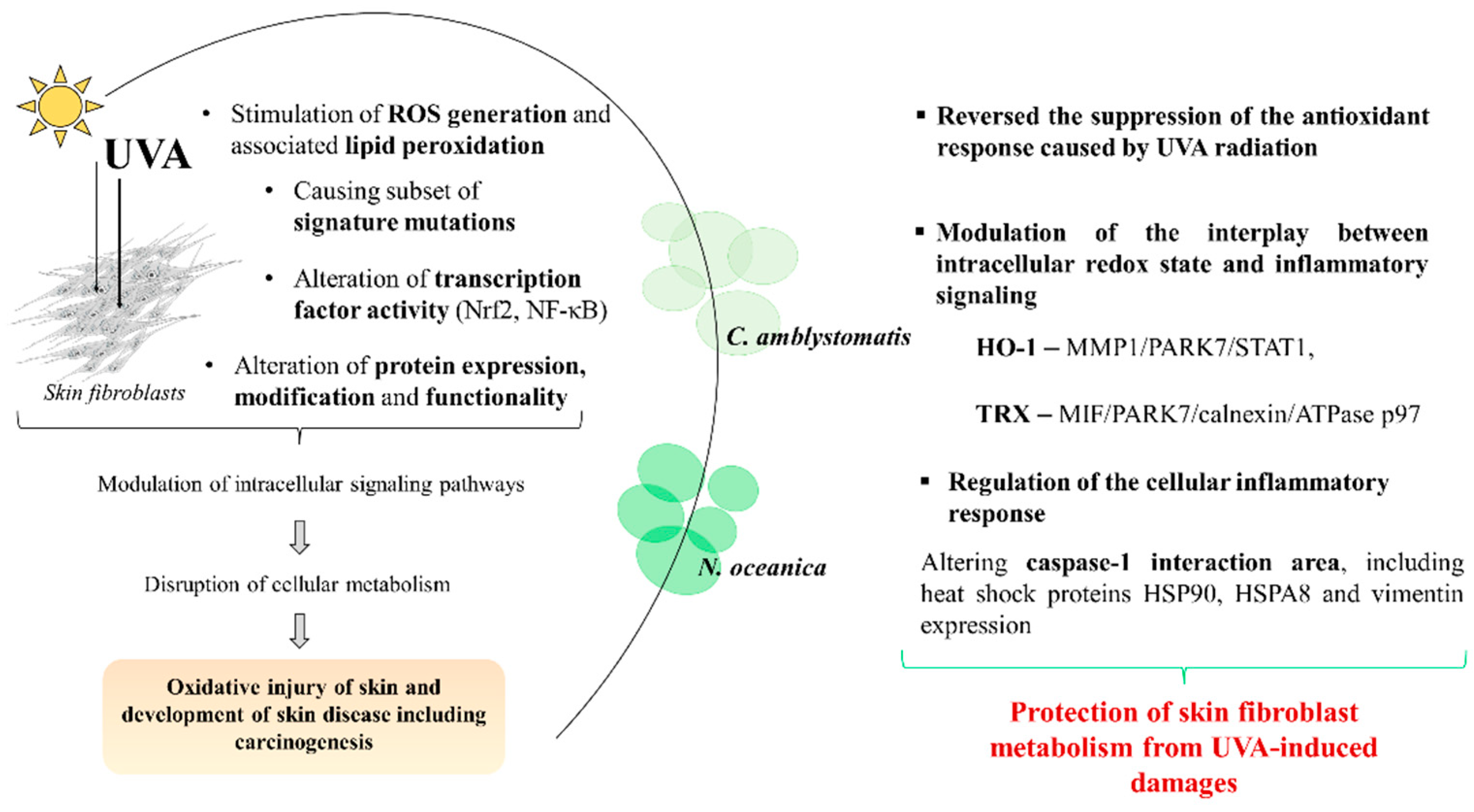 Marinedrugs 22 00509 g007