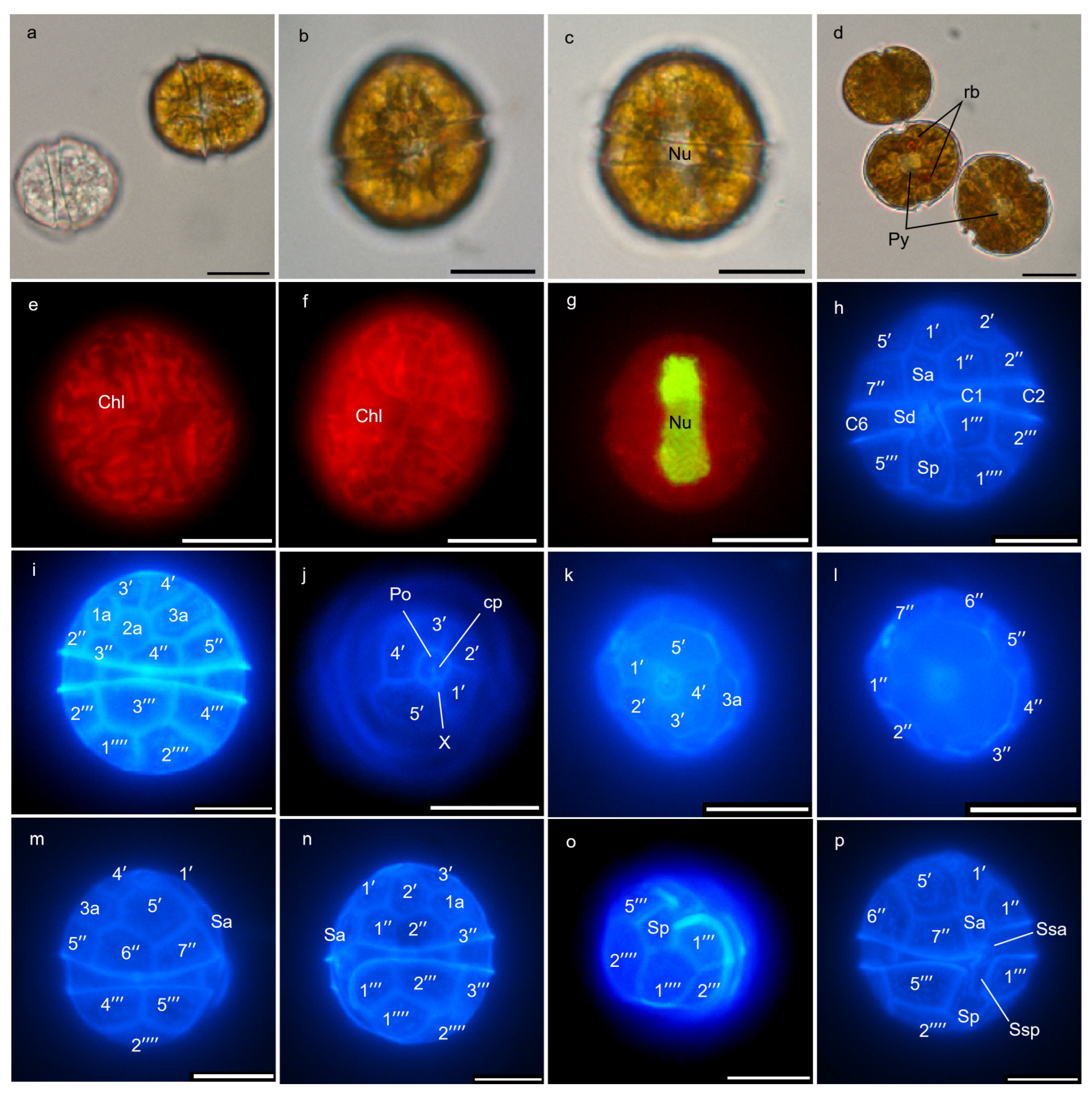 Marinedrugs 22 00514 g001