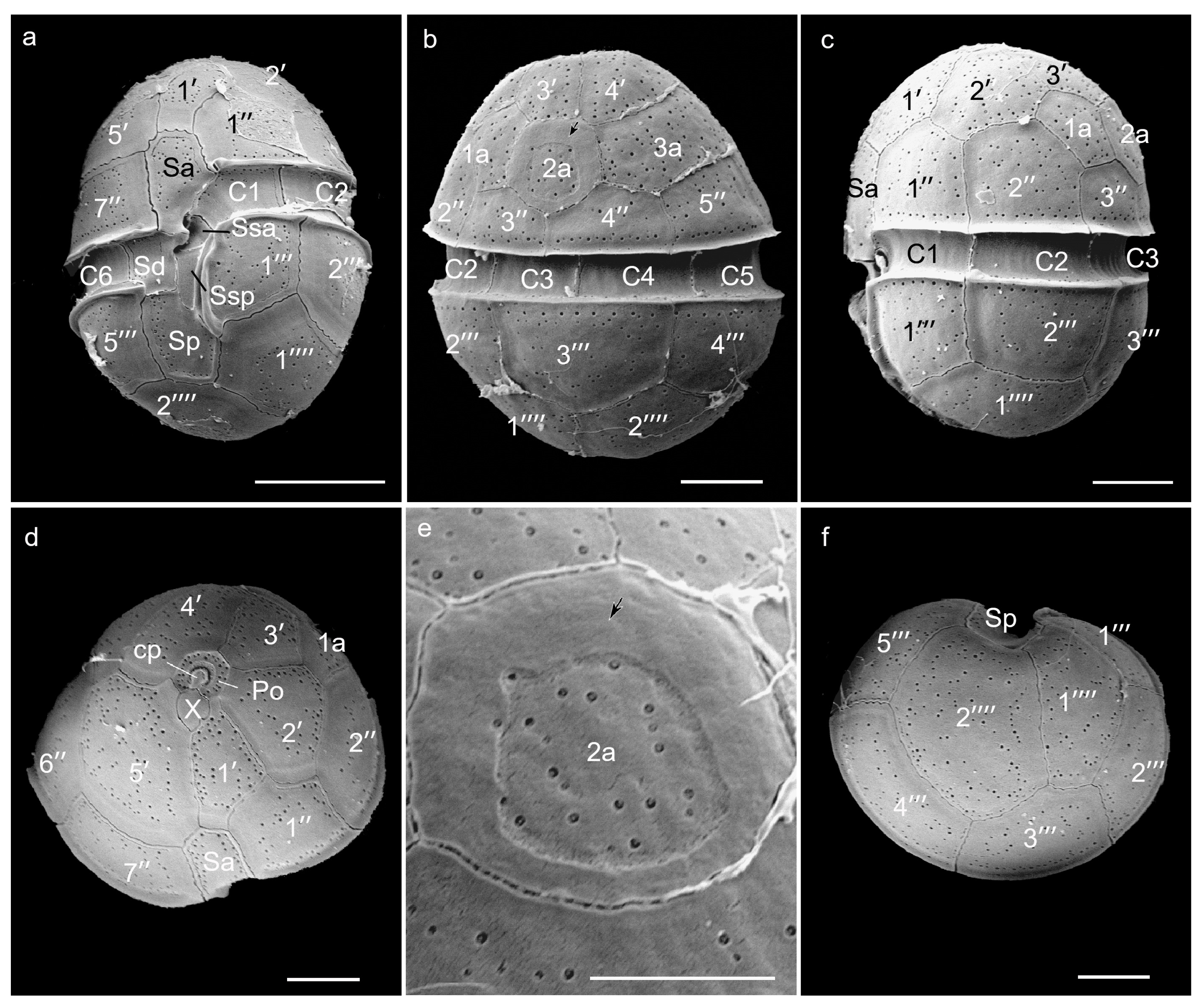 Marinedrugs 22 00514 g002