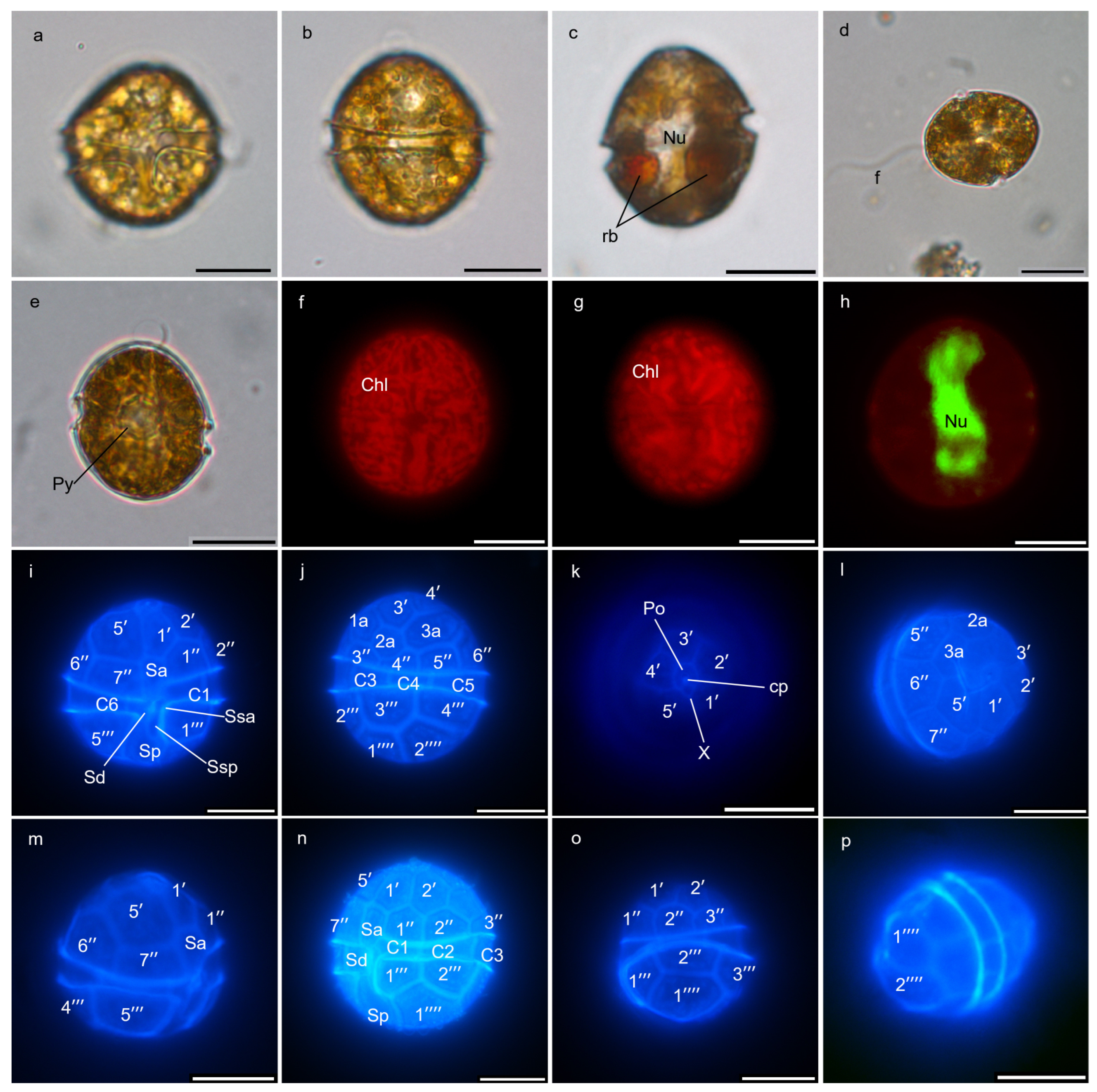 Marinedrugs 22 00514 g003