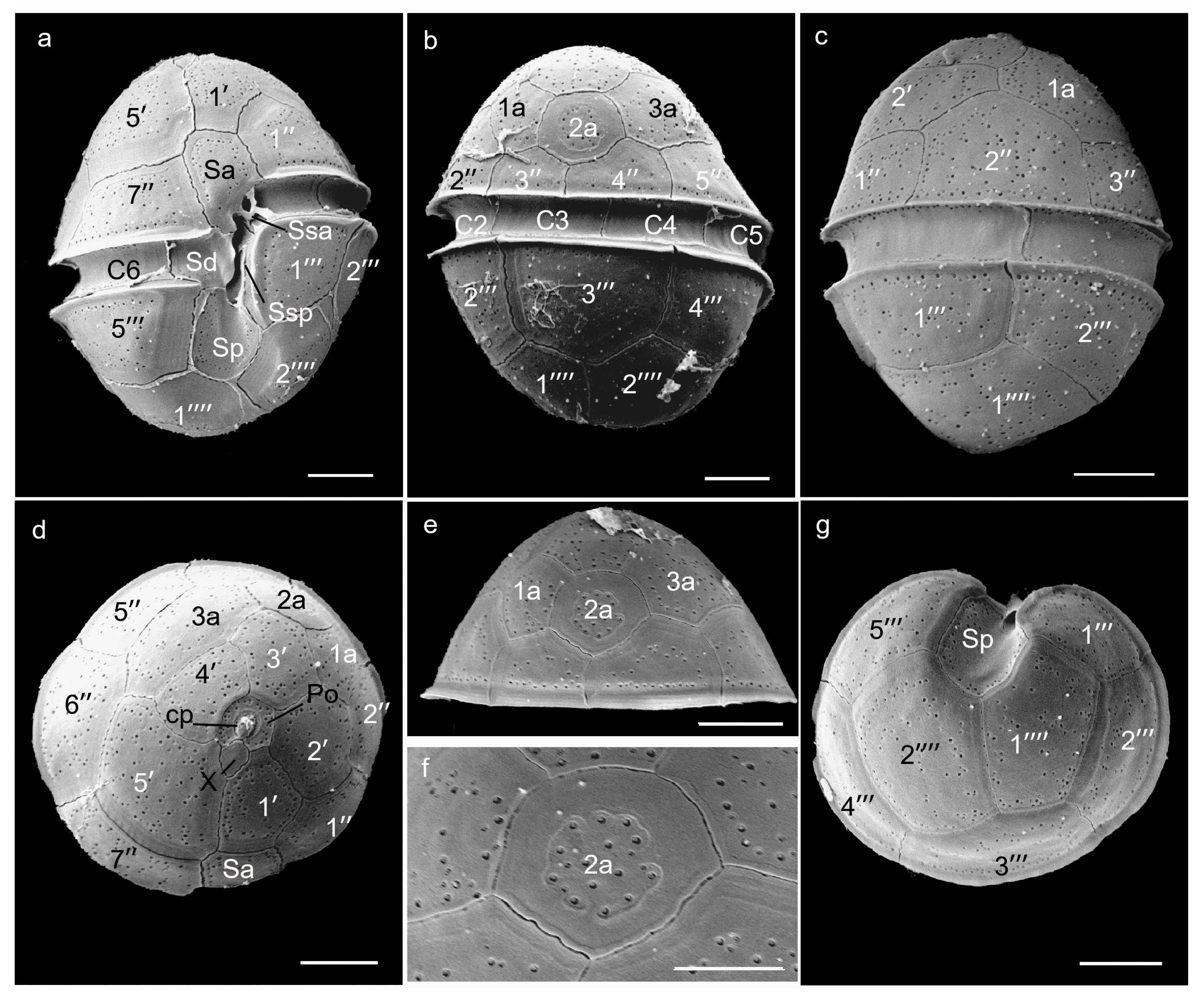 Marinedrugs 22 00514 g004