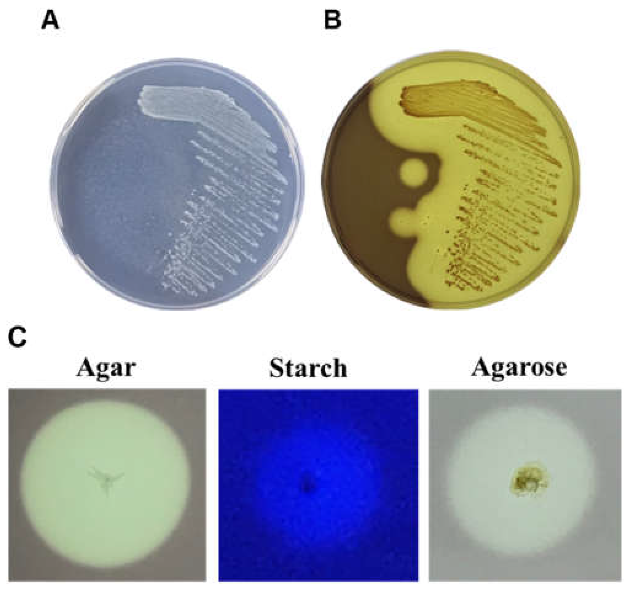 Marinedrugs 22 00515 g002
