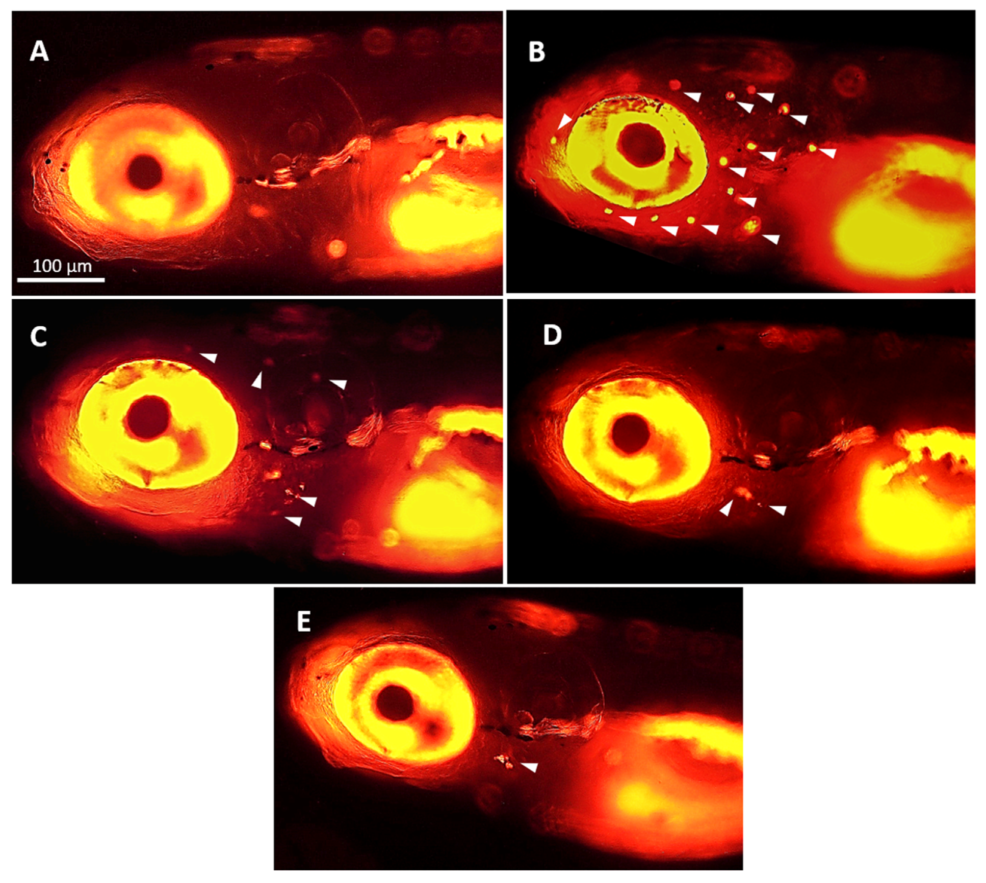 Marinedrugs 22 00519 g004