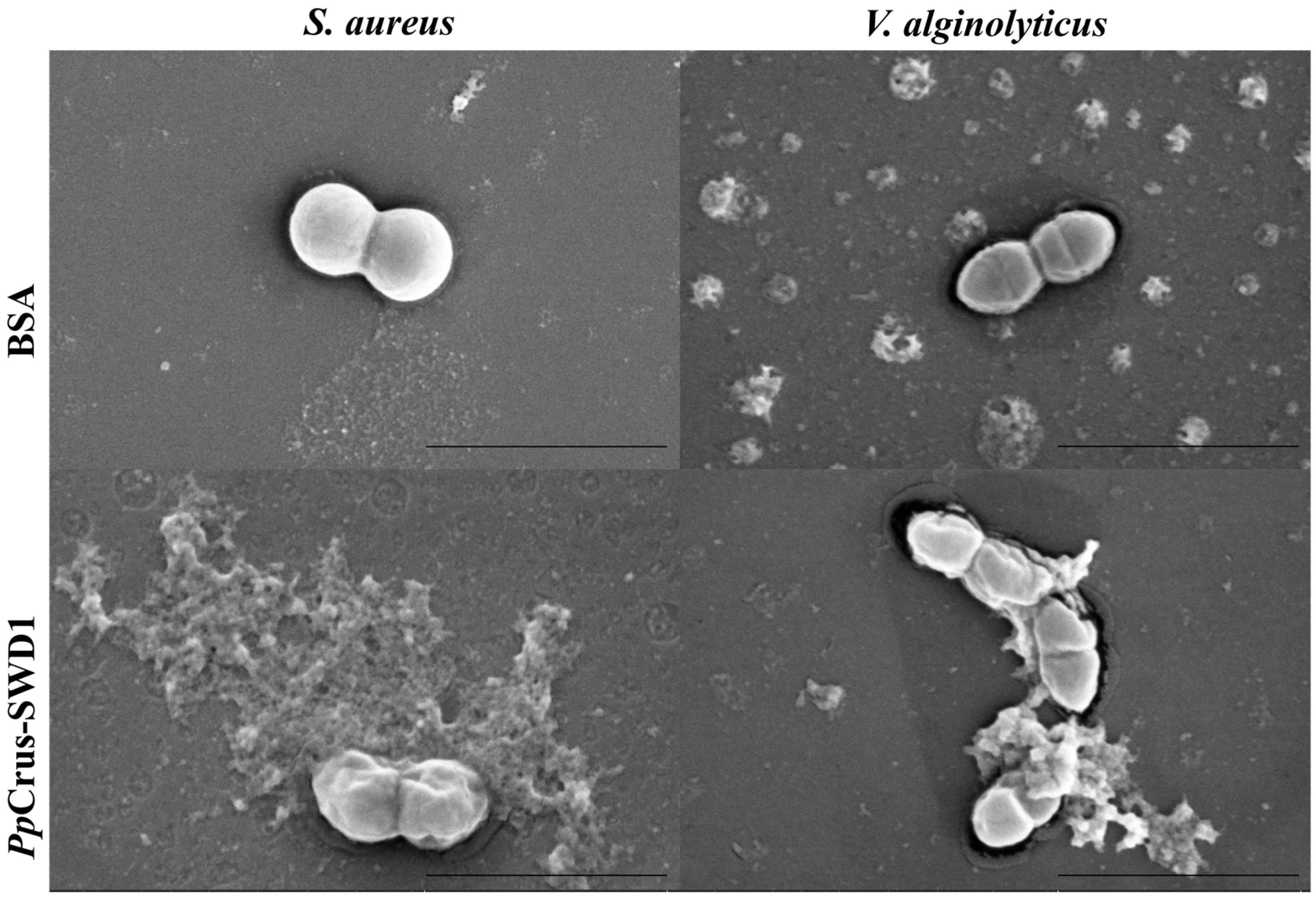 Marinedrugs 22 00526 g006