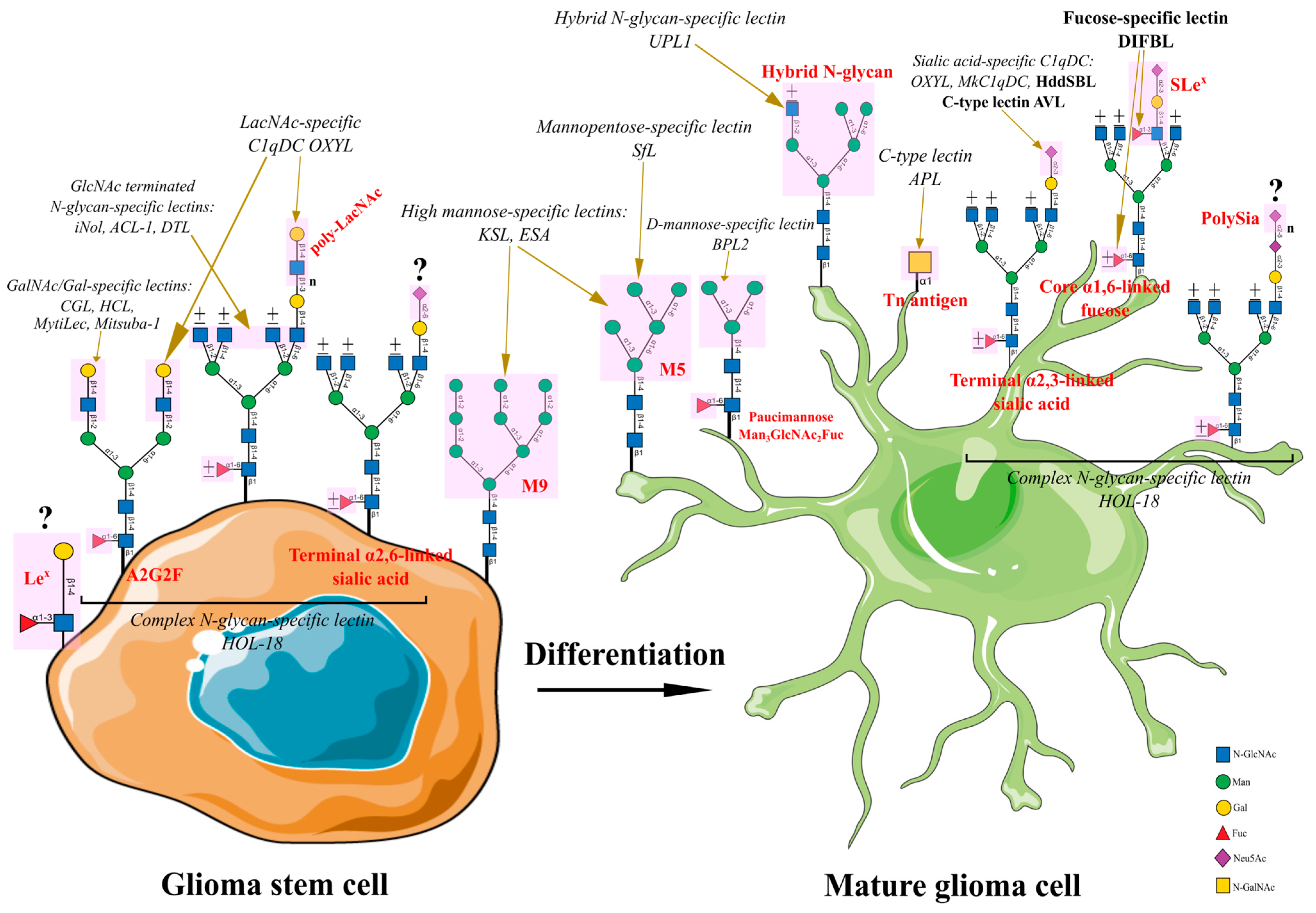 Marinedrugs 22 00527 g002