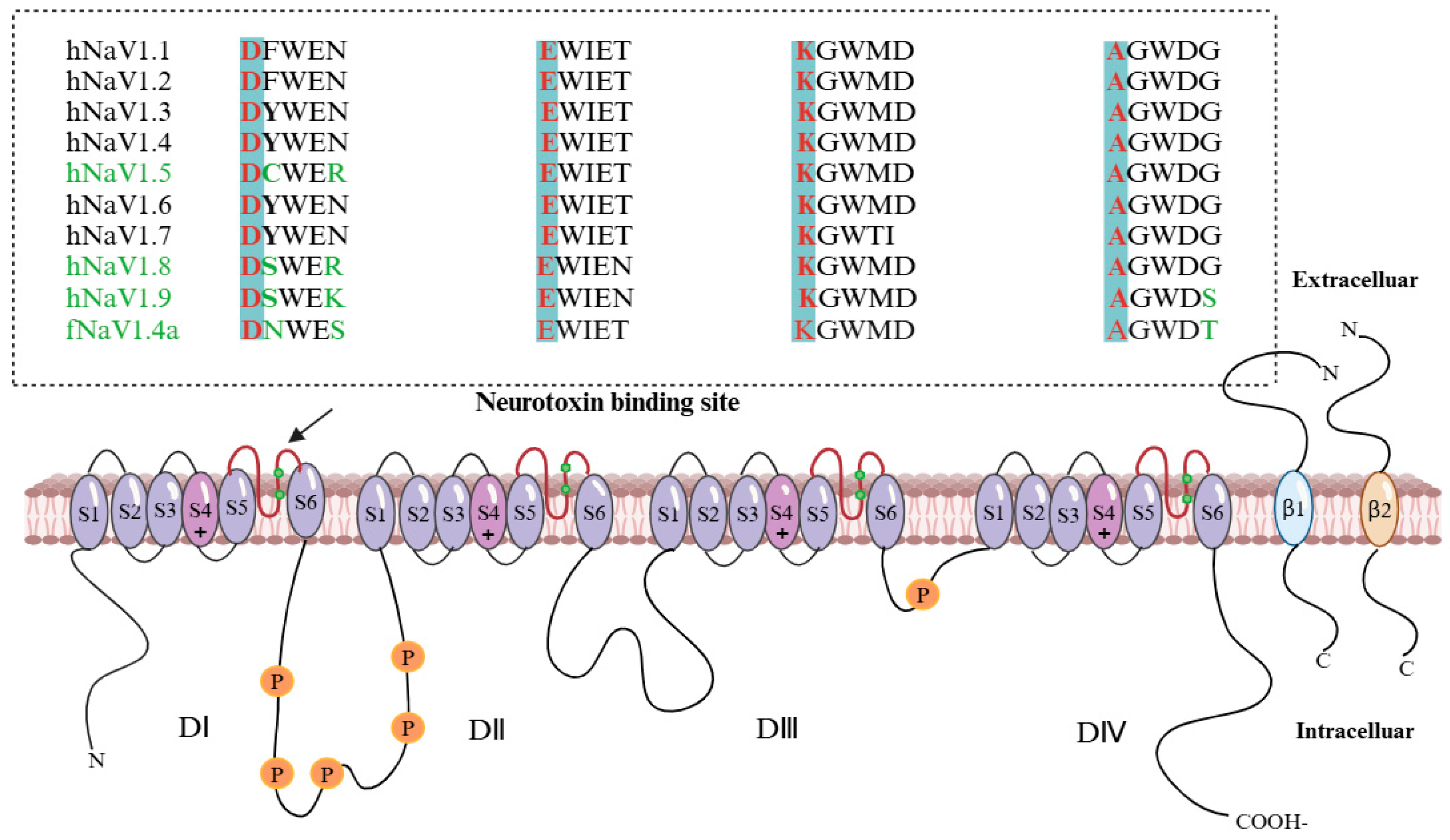 Marinedrugs 22 00531 g002 Marinedrugs 22 00531 g002