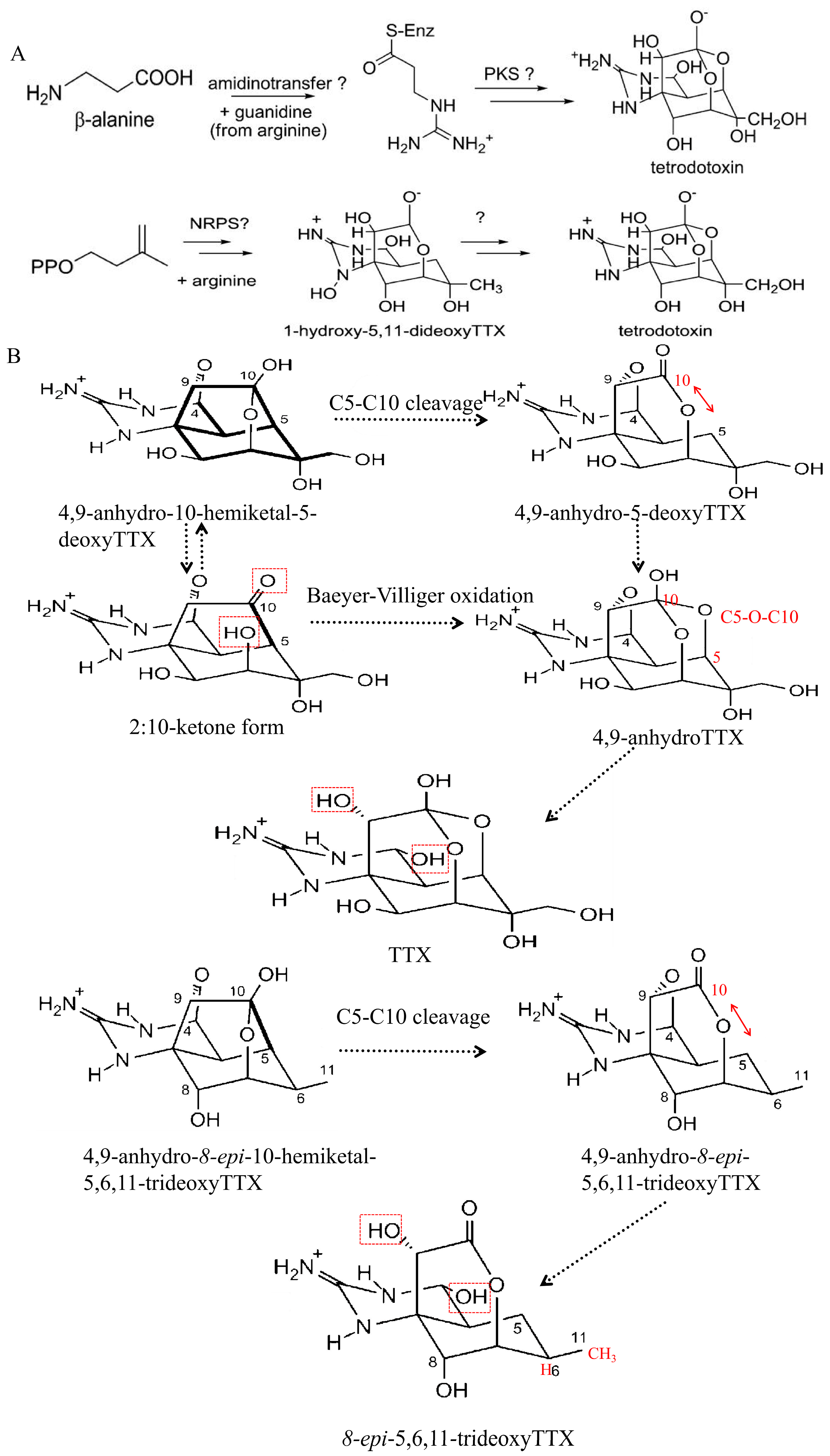 Marinedrugs 22 00531 g004a Marinedrugs 22 00531 g004a