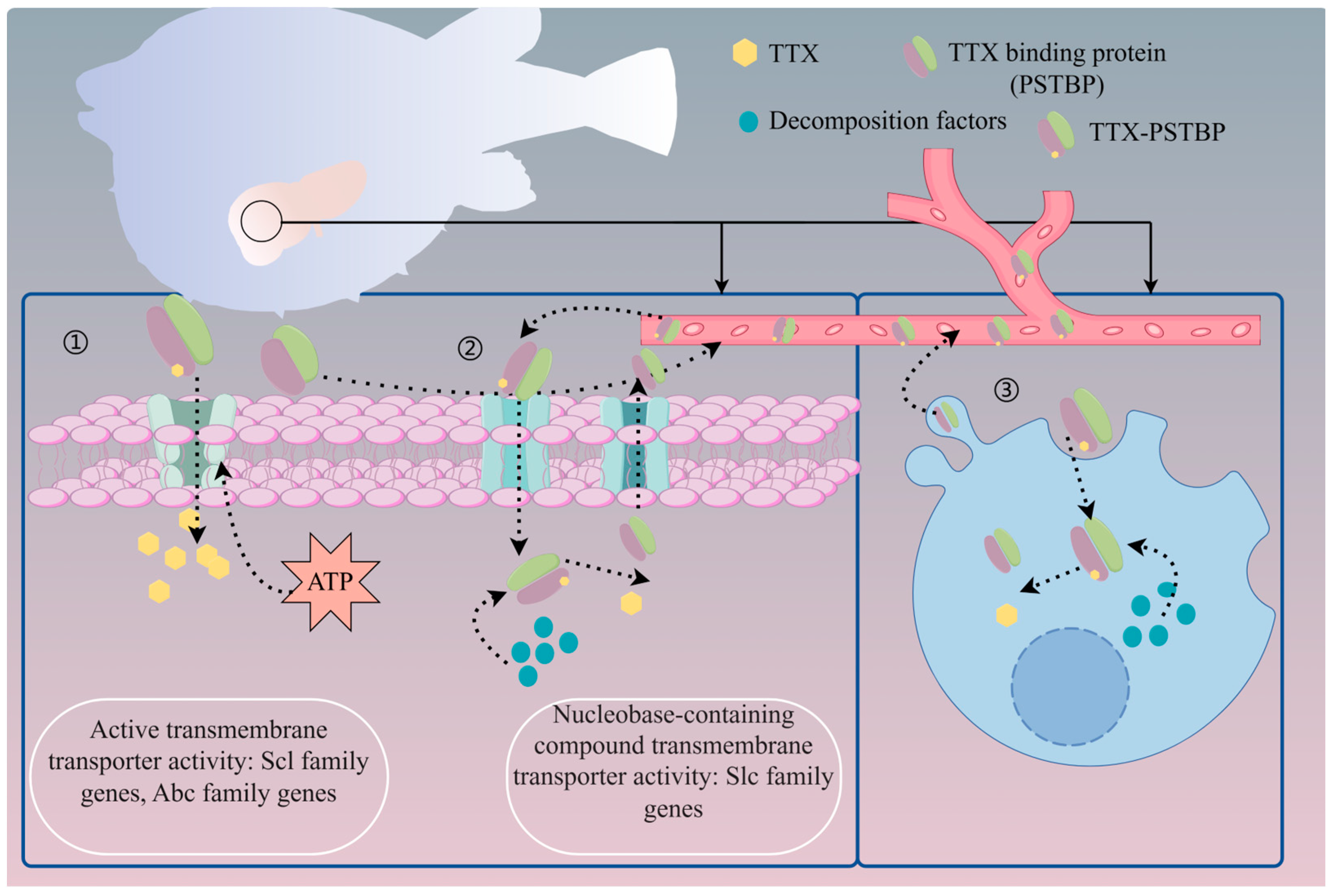 Marinedrugs 22 00531 g005 Marinedrugs 22 00531 g005
