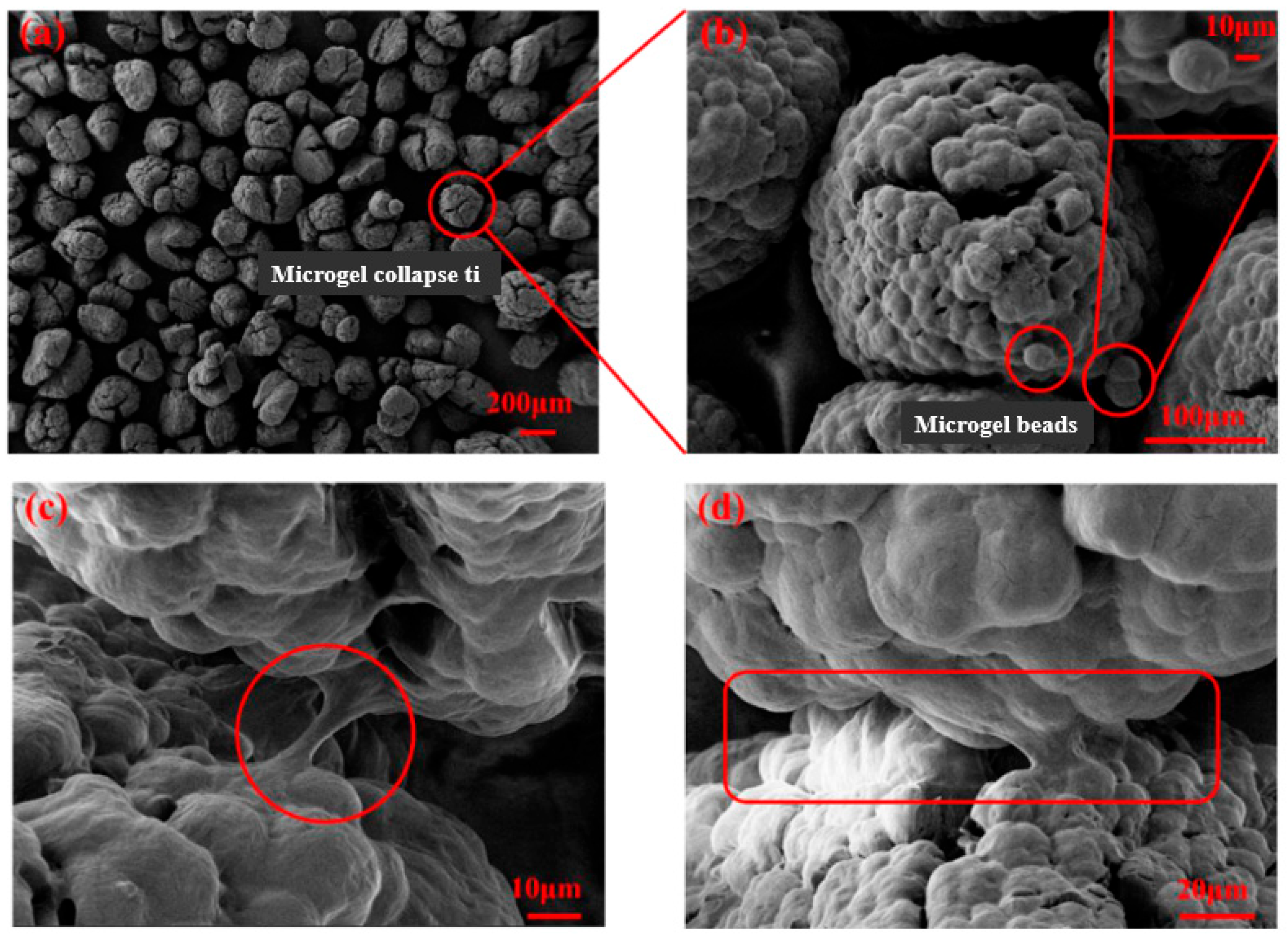 Marinedrugs 22 00546 g002