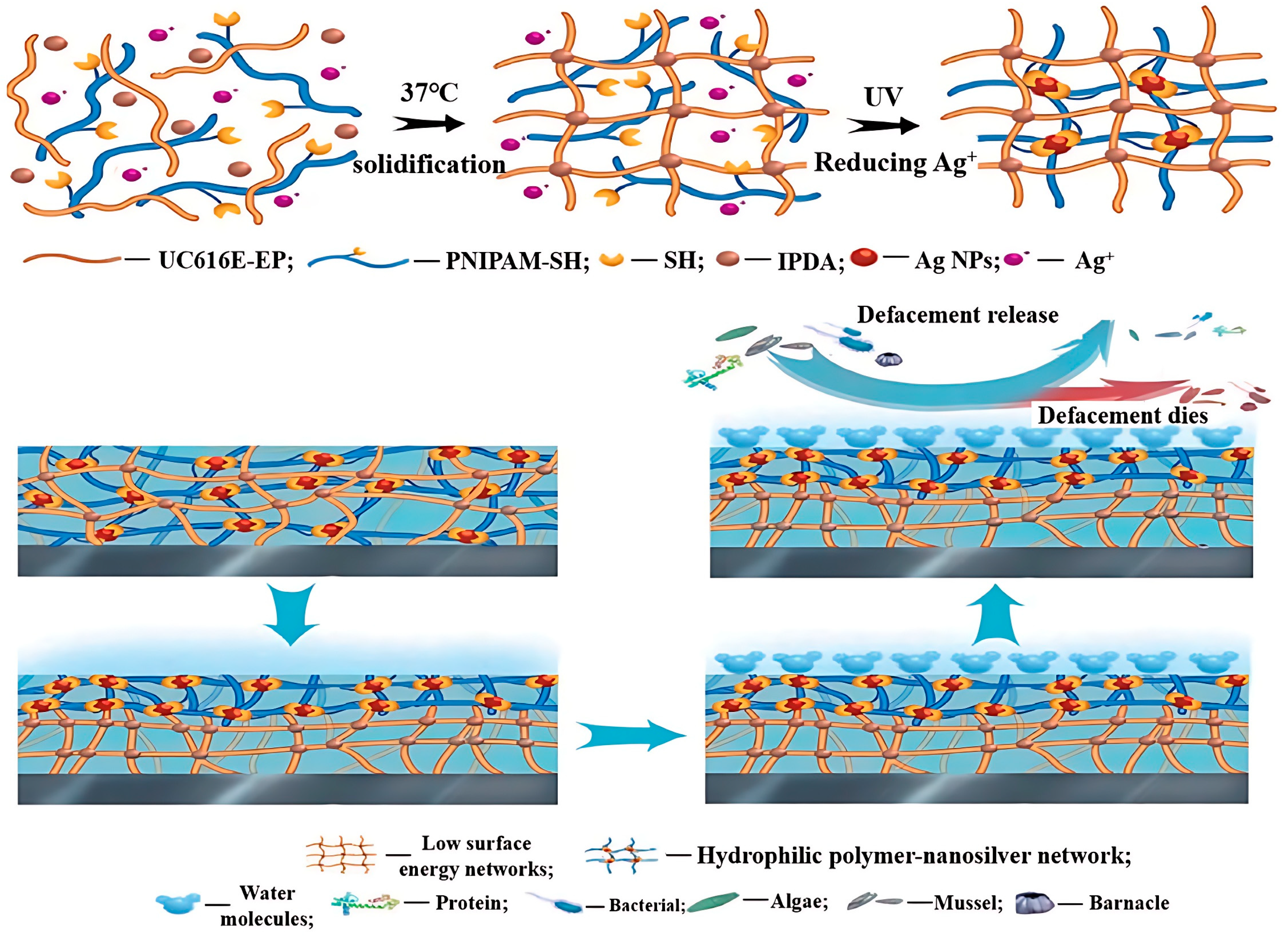 Marinedrugs 22 00546 g012