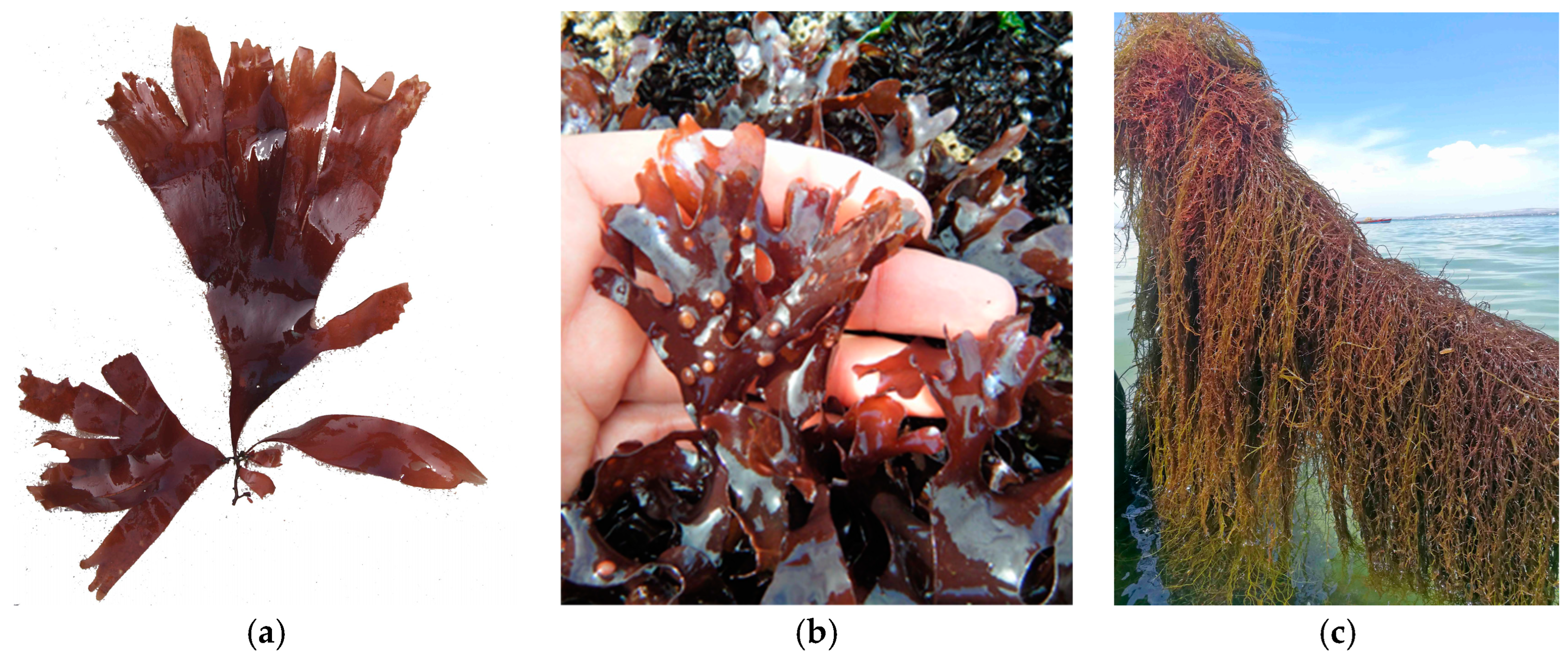 Marinedrugs 22 00550 g001 Marinedrugs 22 00550 g001