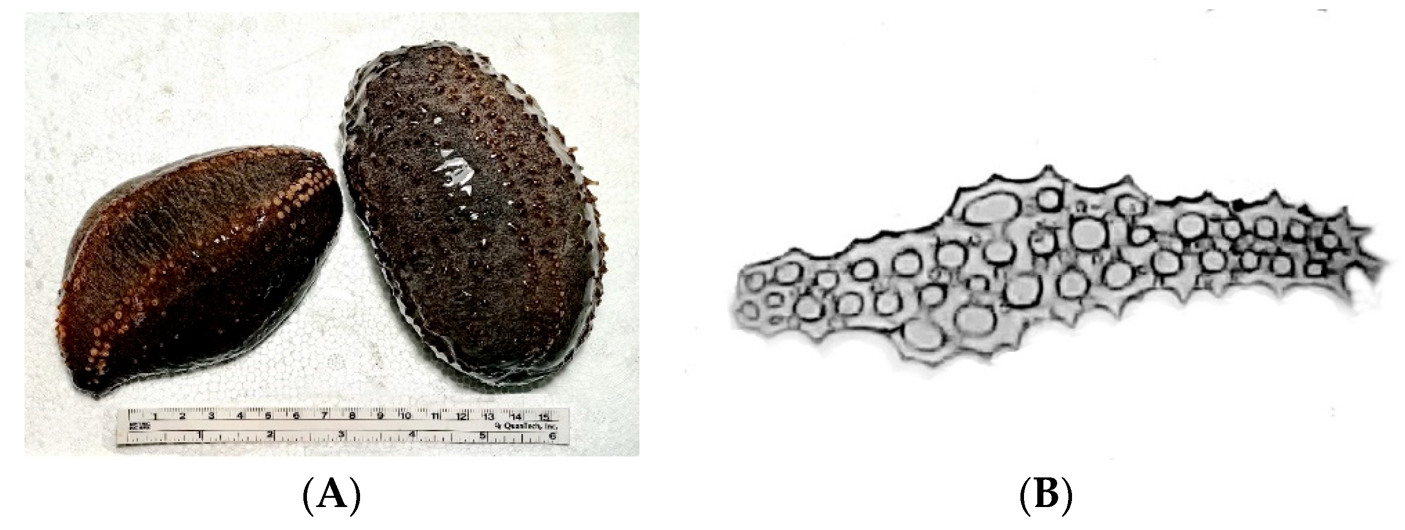 Marinedrugs 22 00560 g006