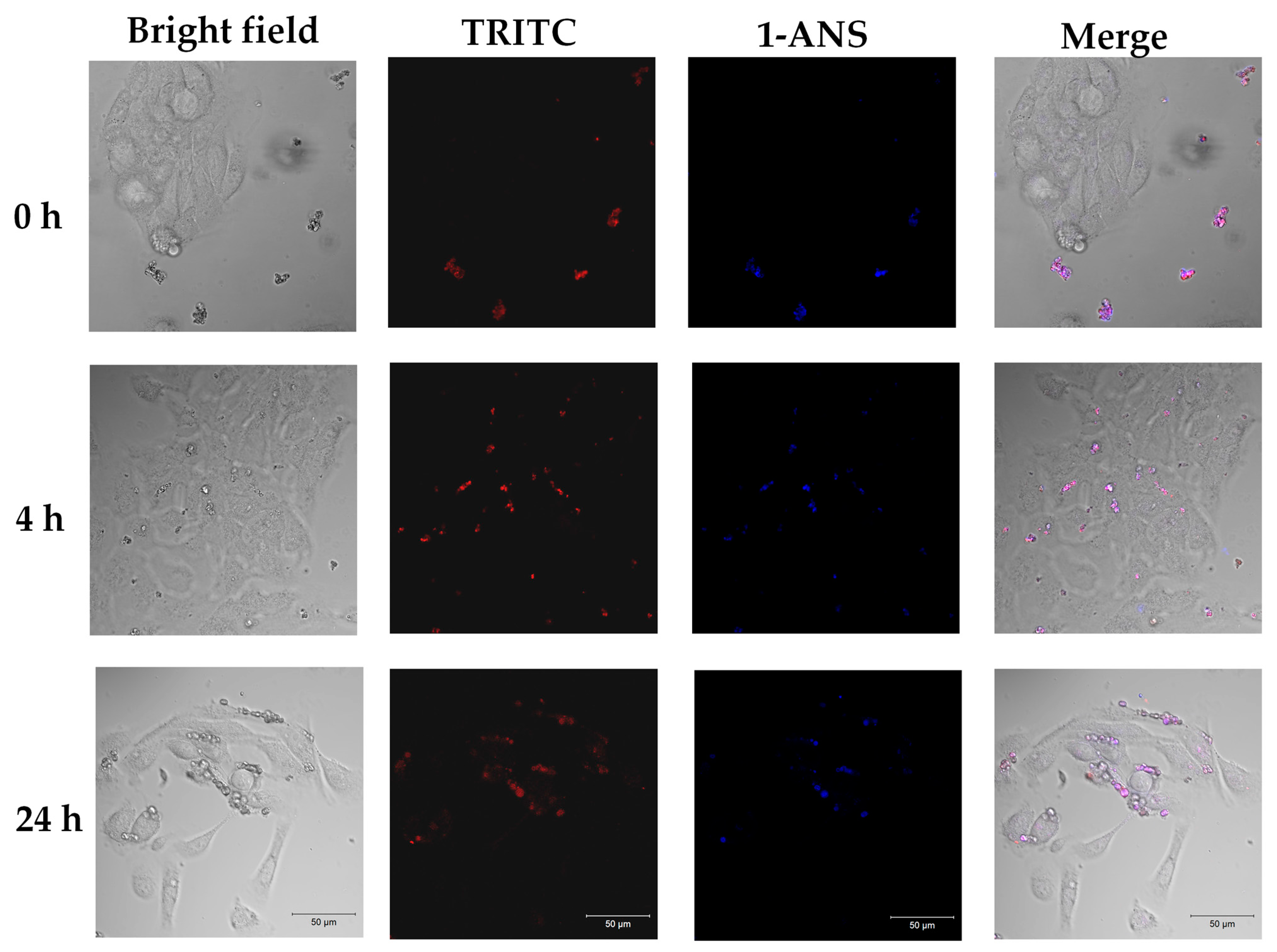 Marinedrugs 22 00561 g002