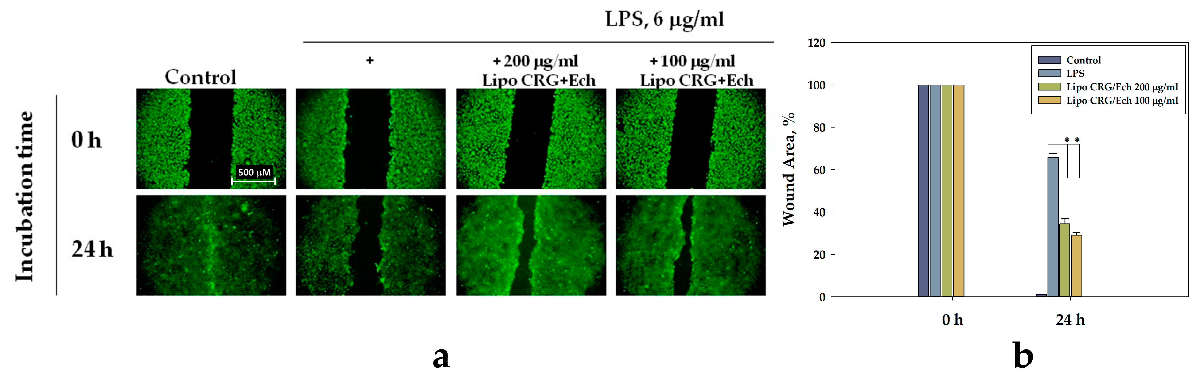 Marinedrugs 22 00561 g008