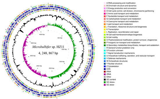 Genome Analysis of a Polysaccharide-Degrading Bacterium