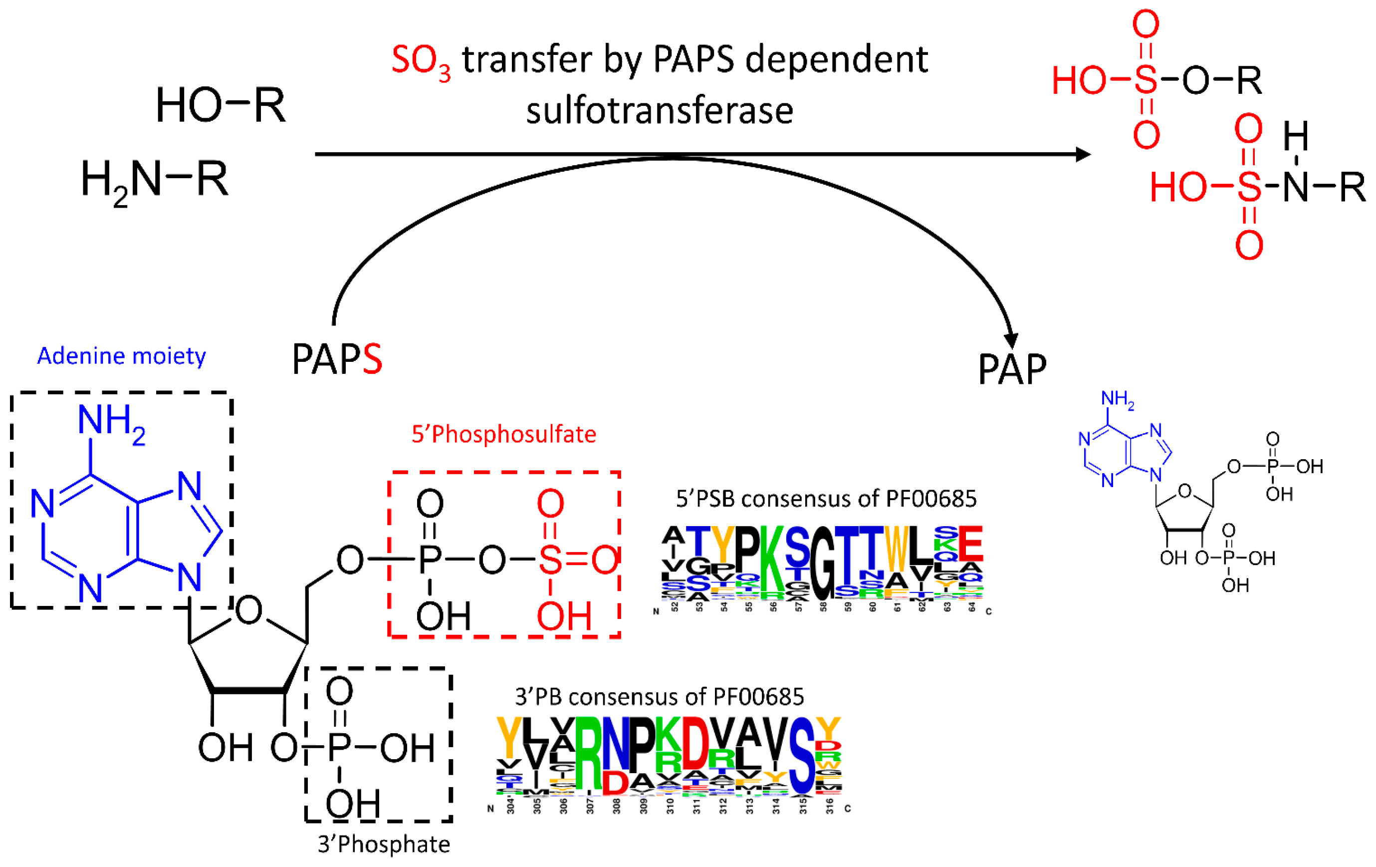 Marinedrugs 22 00572 g001 Marinedrugs 22 00572 g001