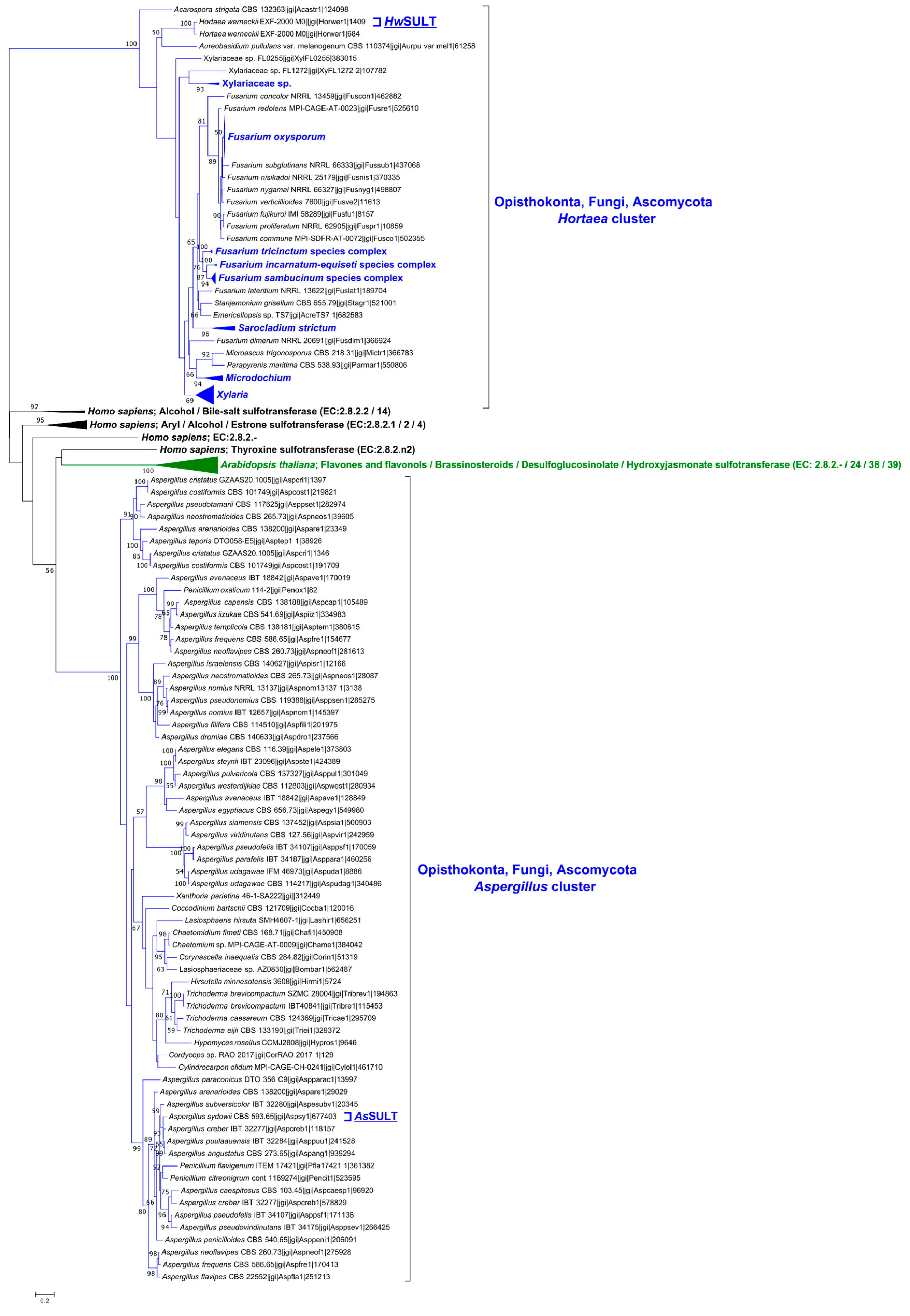 Marinedrugs 22 00572 g002 Marinedrugs 22 00572 g002