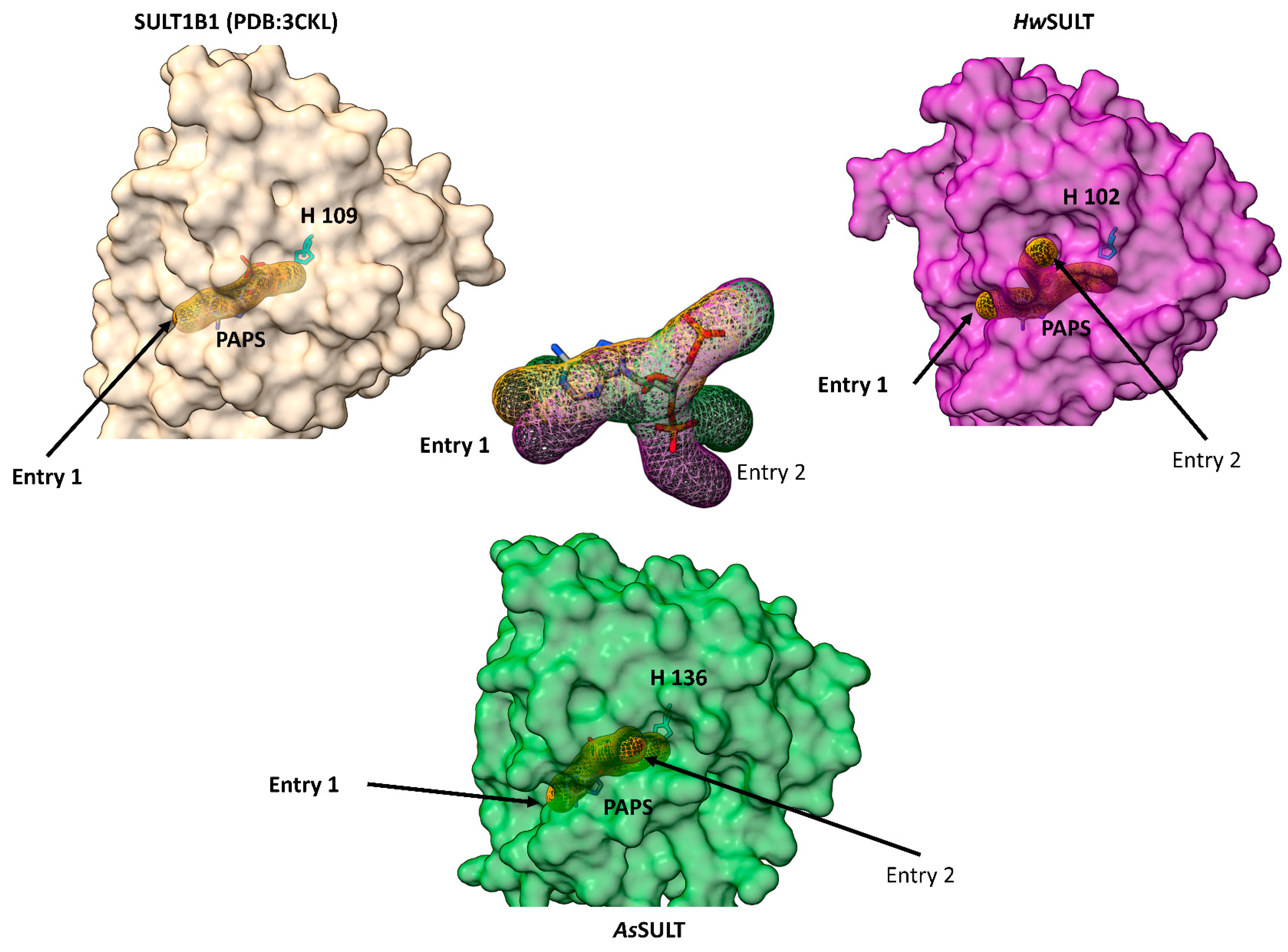 Marinedrugs 22 00572 g007 Marinedrugs 22 00572 g007