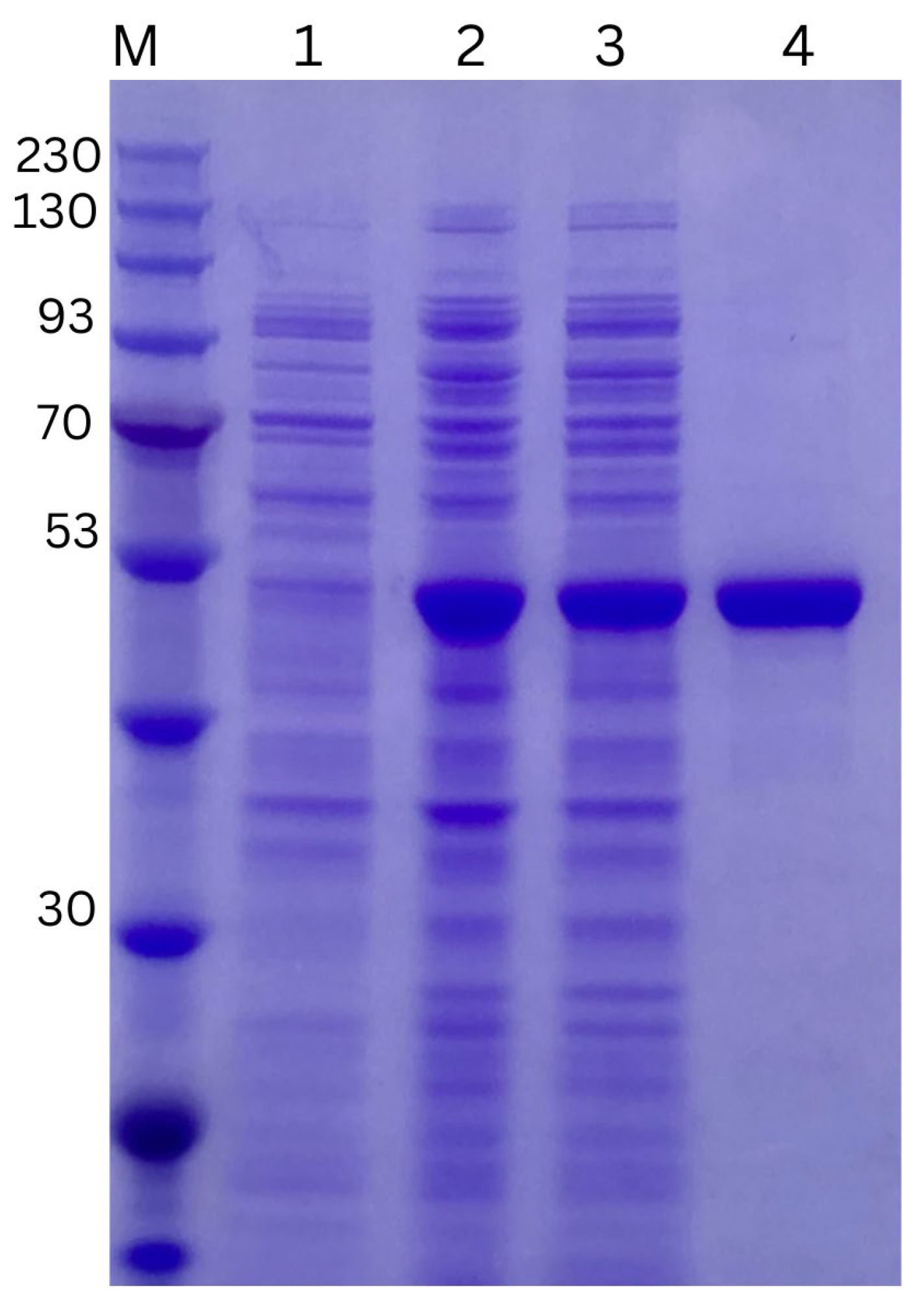Marinedrugs 22 00577 g003