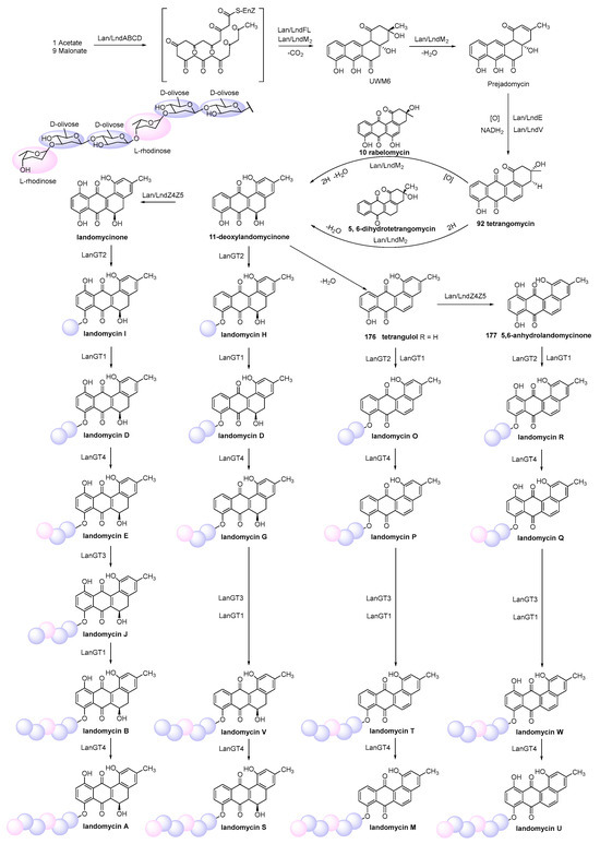 Bioactive Angucyclines/Angucyclinones Discovered from 1965