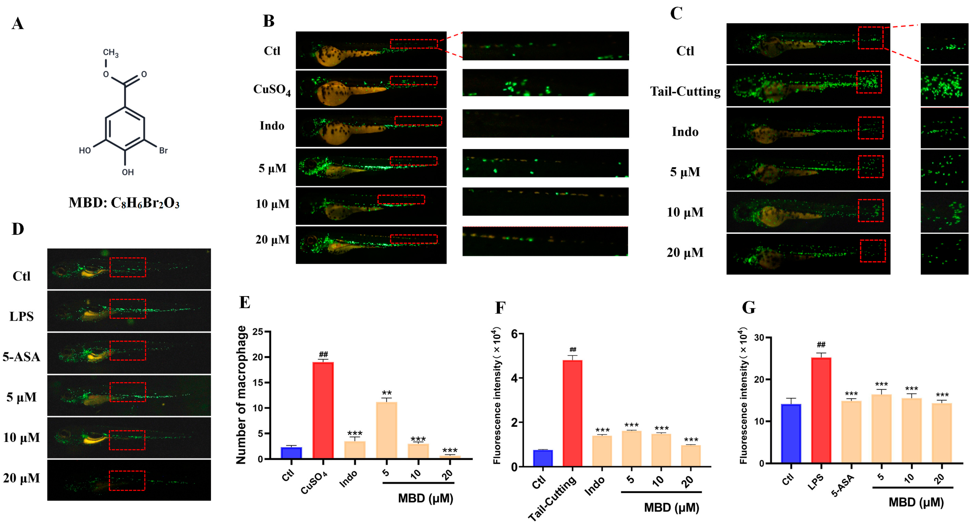 Marinedrugs 23 00047 g001 Marinedrugs 23 00047 g001