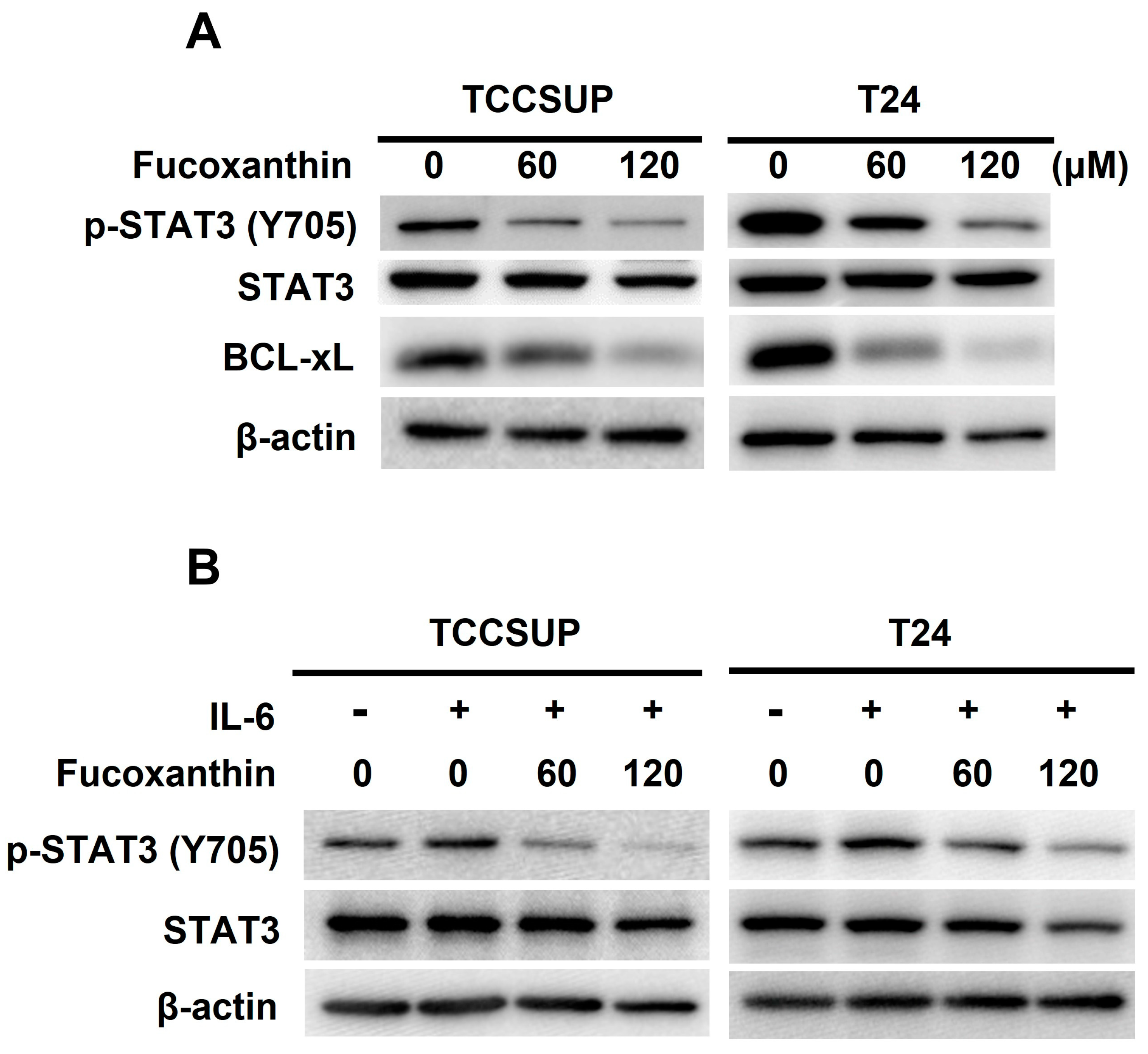 Marinedrugs 23 00054 g003a