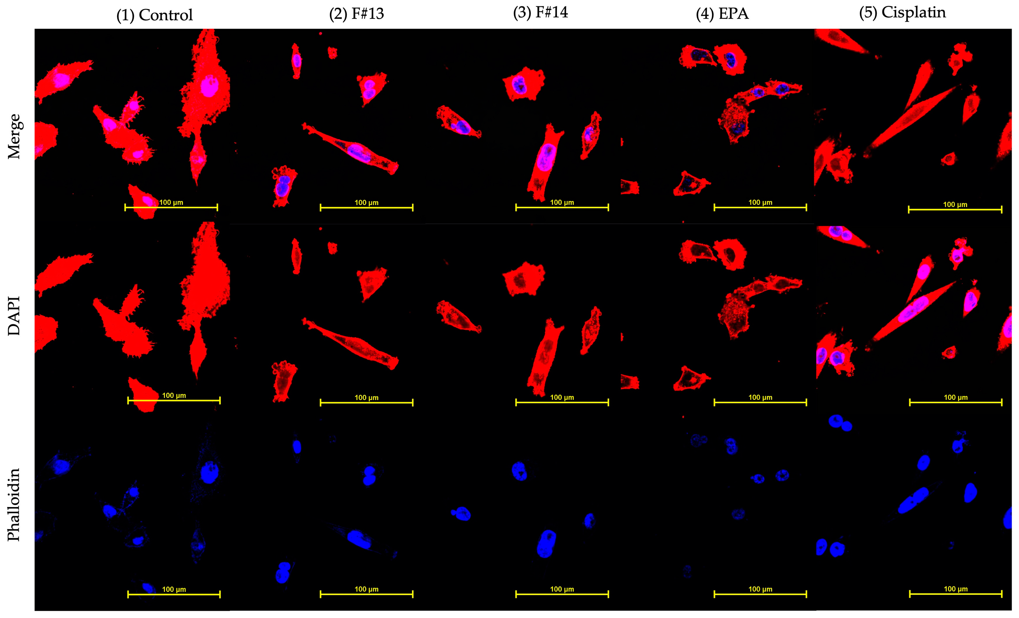 Marinedrugs 23 00059 g007