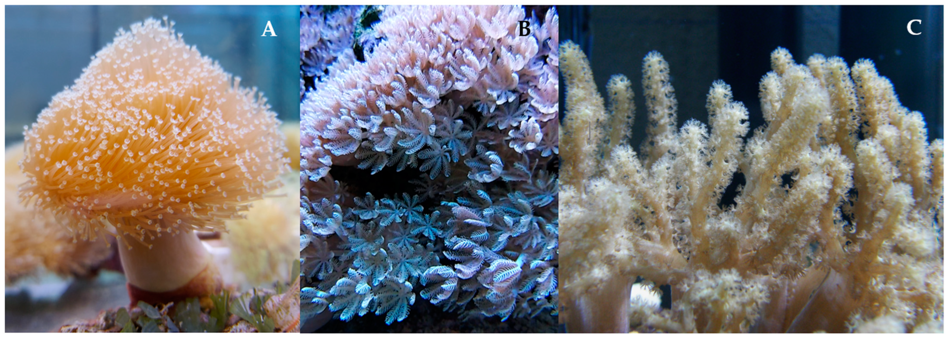 Marinedrugs 23 00089 g003