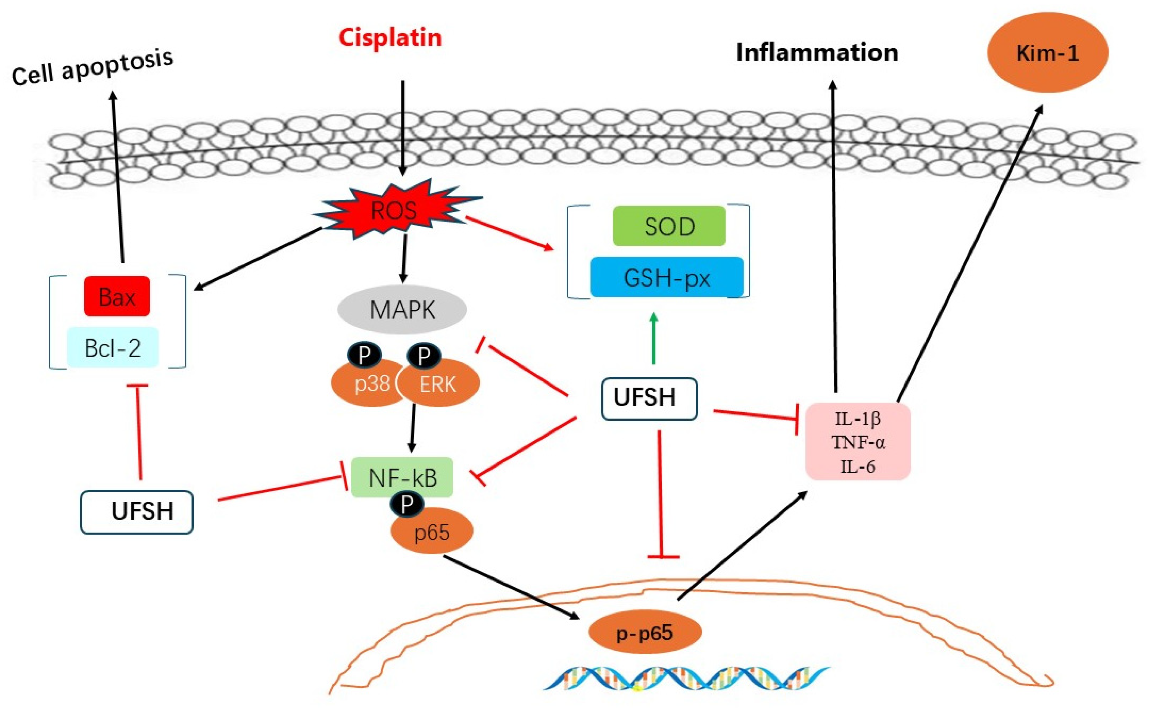 Marinedrugs 23 00100 g011