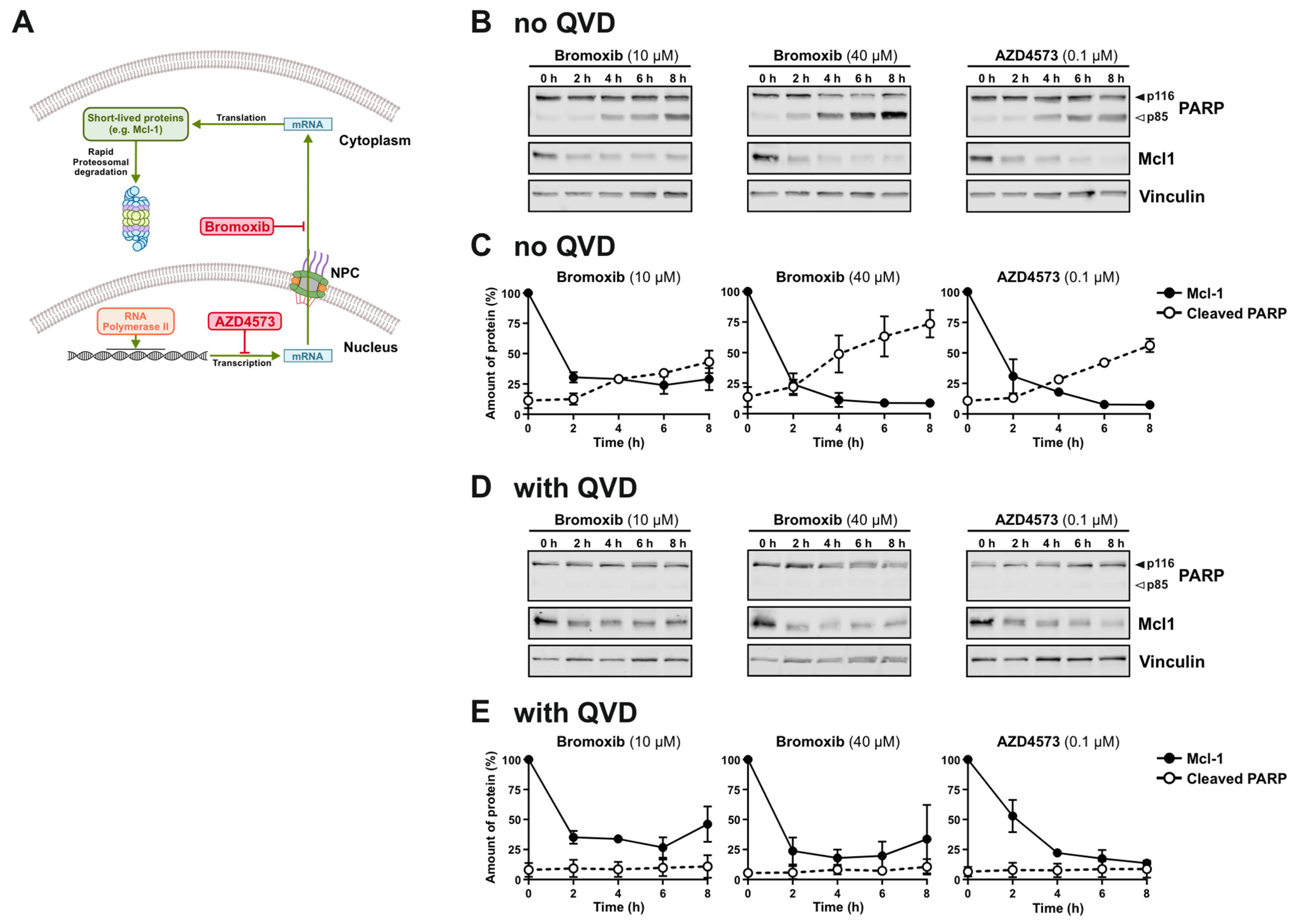 Marinedrugs 23 00108 g006