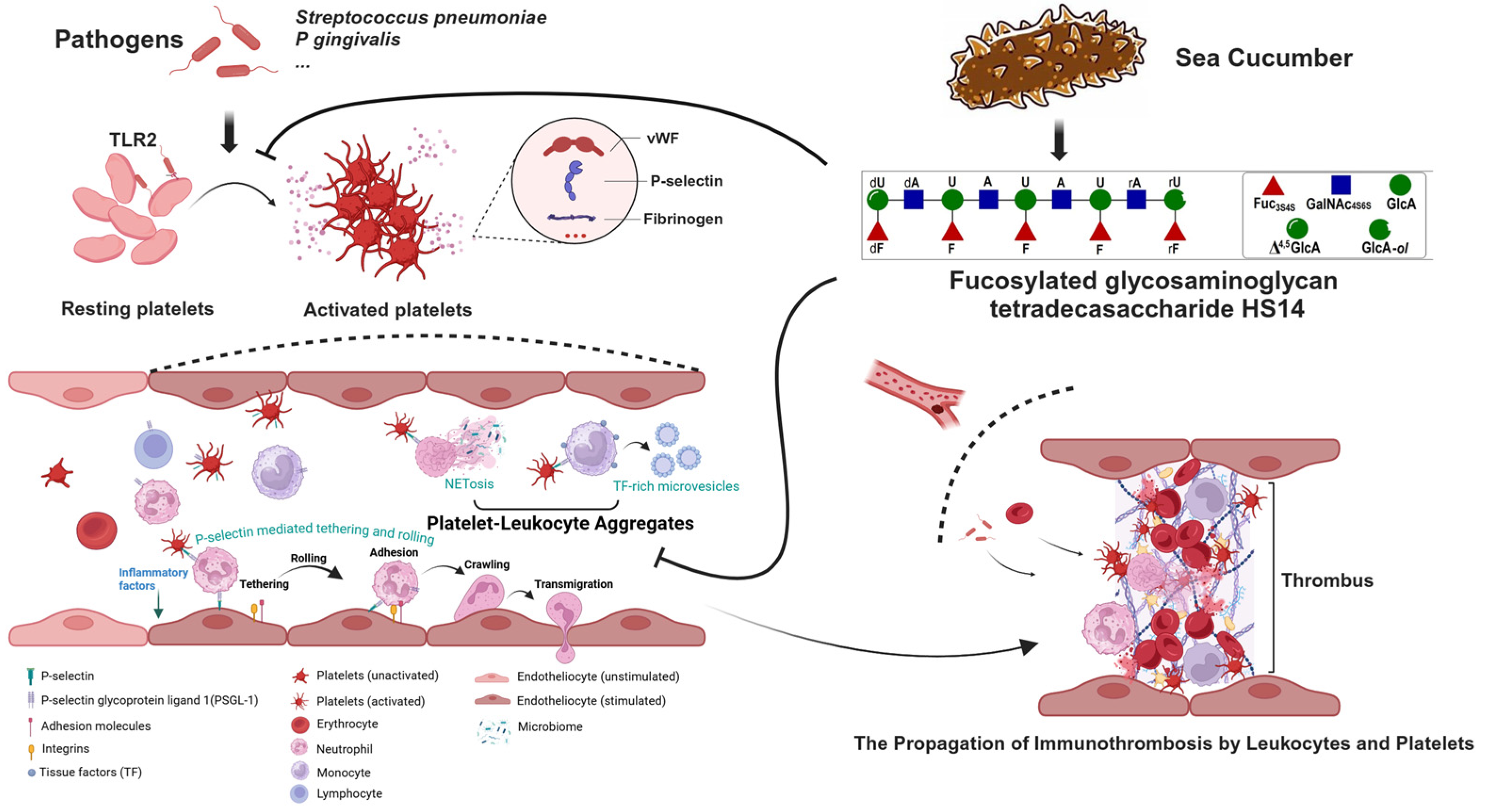 Marinedrugs 23 00110 g007