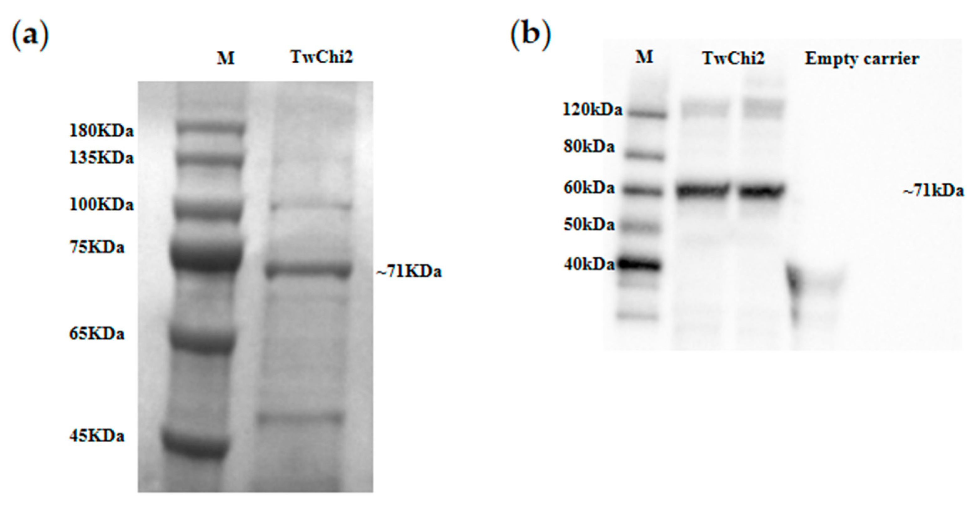 Marinedrugs 23 00144 g004