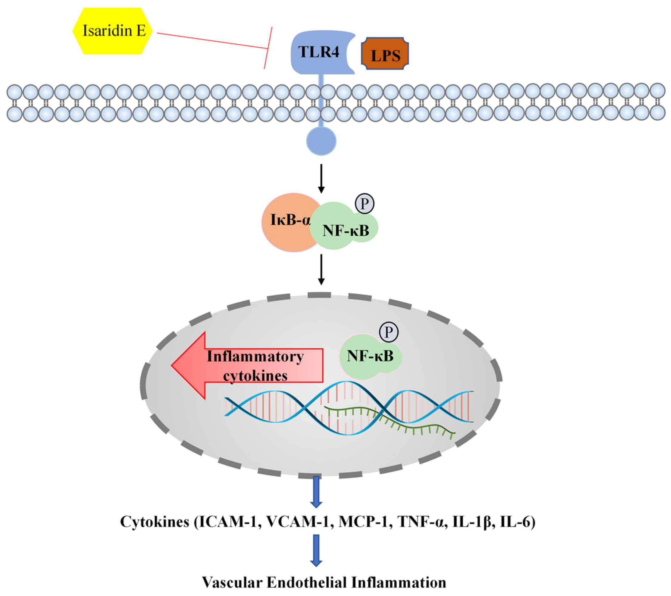 Marinedrugs 23 00145 g007
