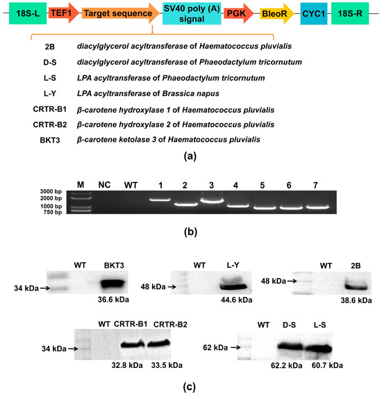 Effect of Heterologous Expression of Key Enzymes Involved in