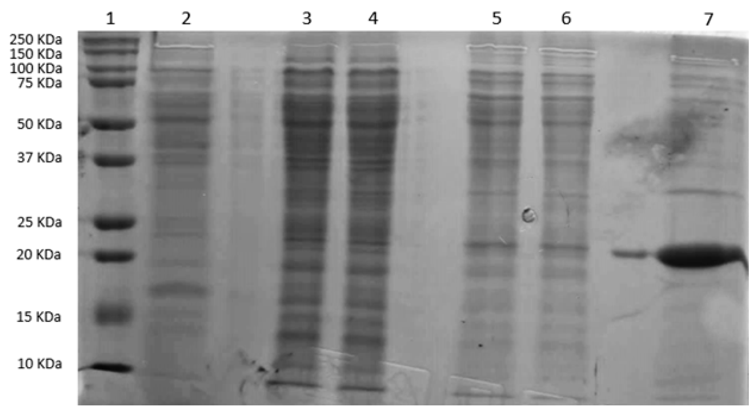 Marinedrugs 23 00166 g007