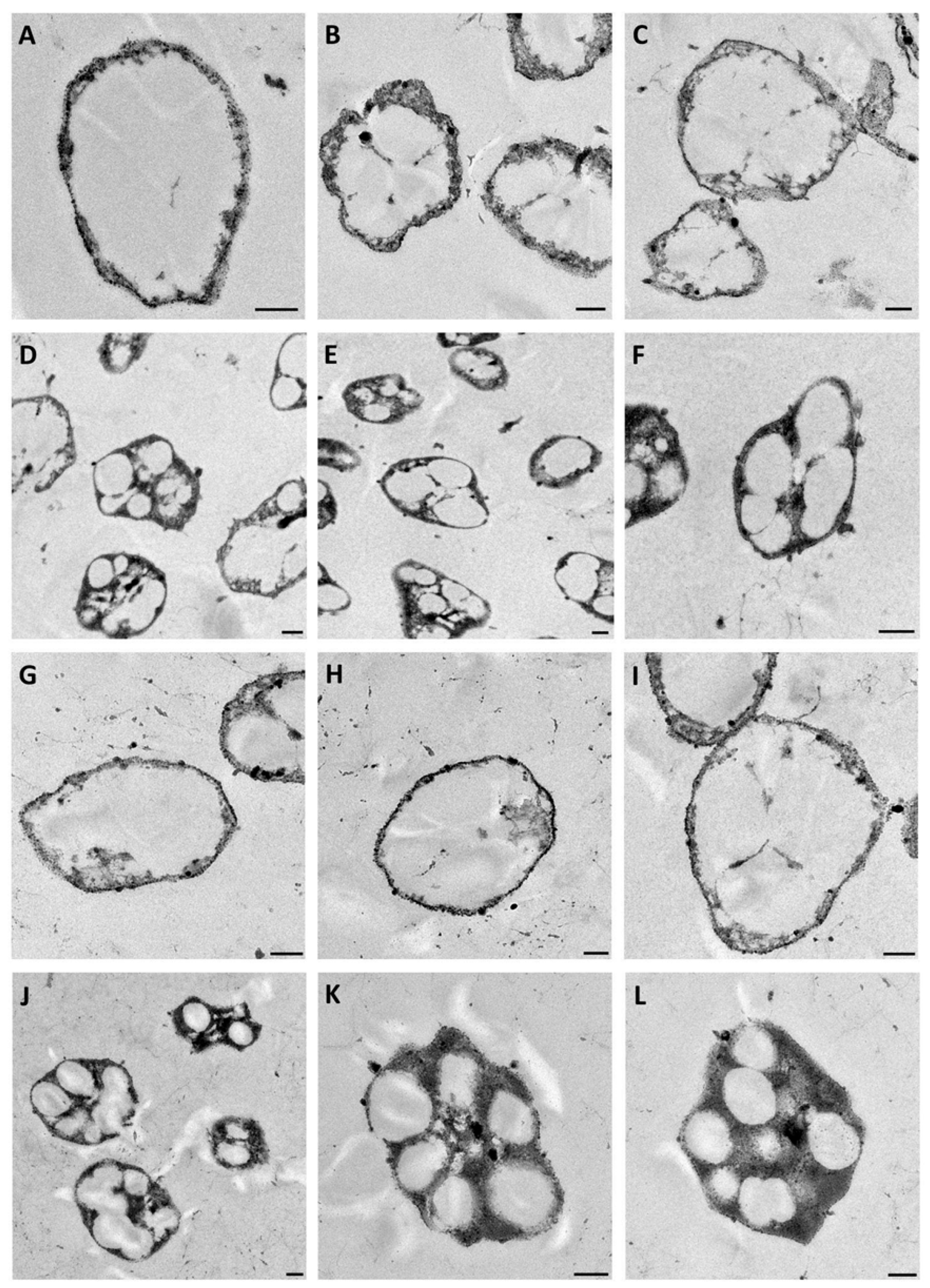 Marinedrugs 23 00166 g008