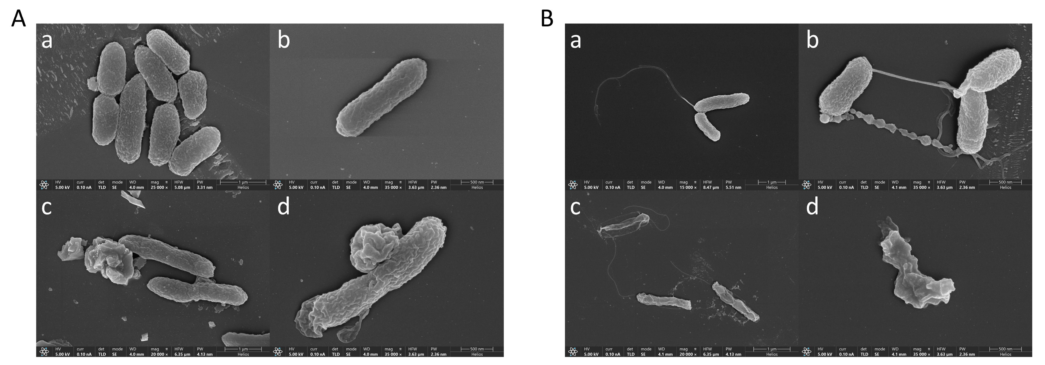 Marinedrugs 23 00178 g006