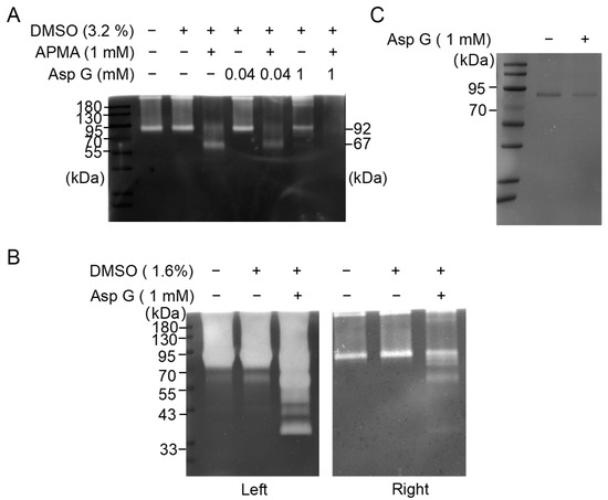 Aspergillusidone G Exerts Anti-Neuroinflammatory Effects via