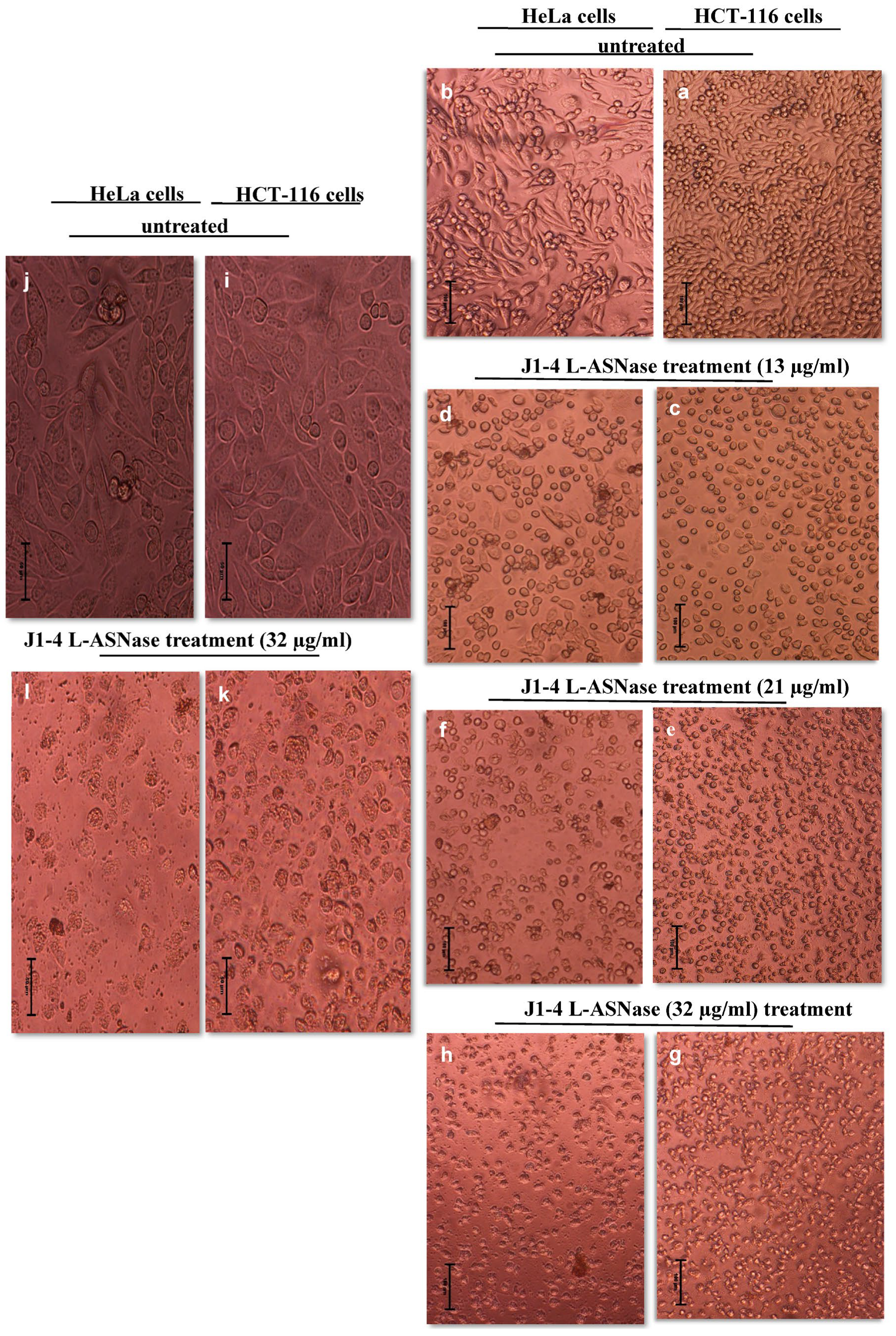 Marinedrugs 23 00194 g006