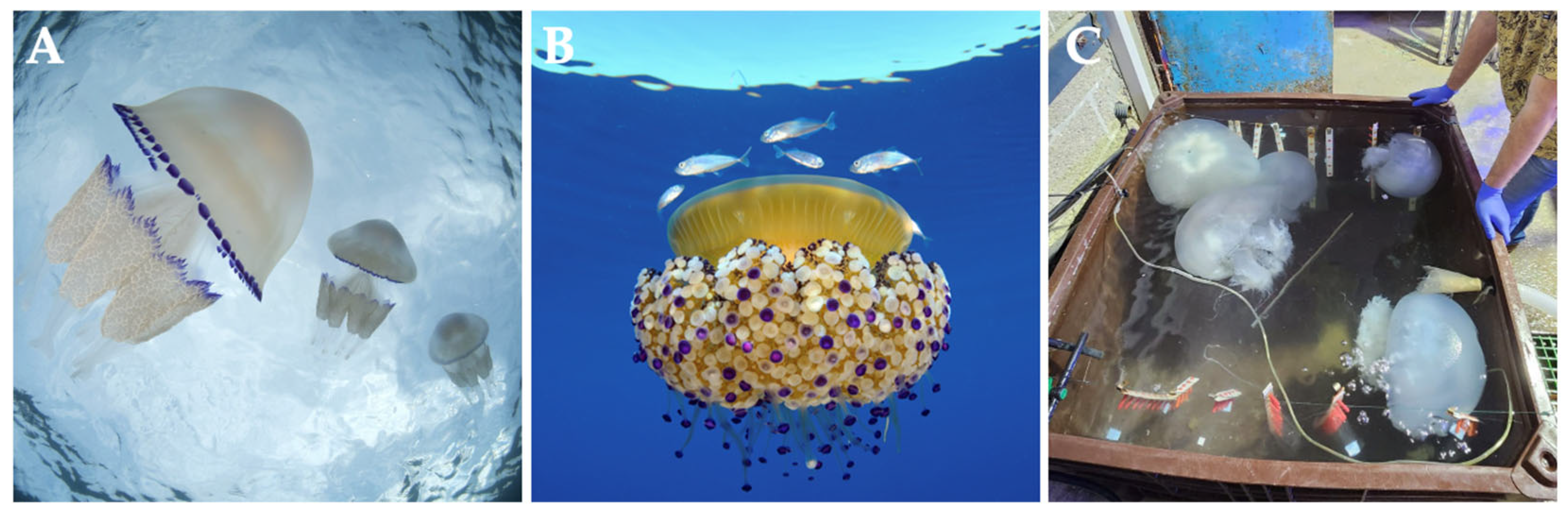 Marinedrugs 23 00200 g003