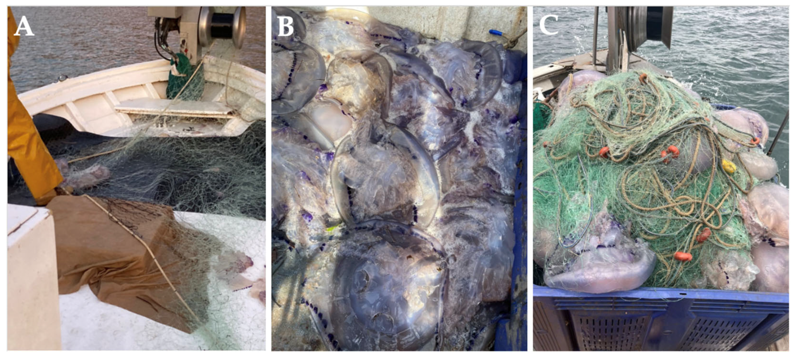 Marinedrugs 23 00200 g004