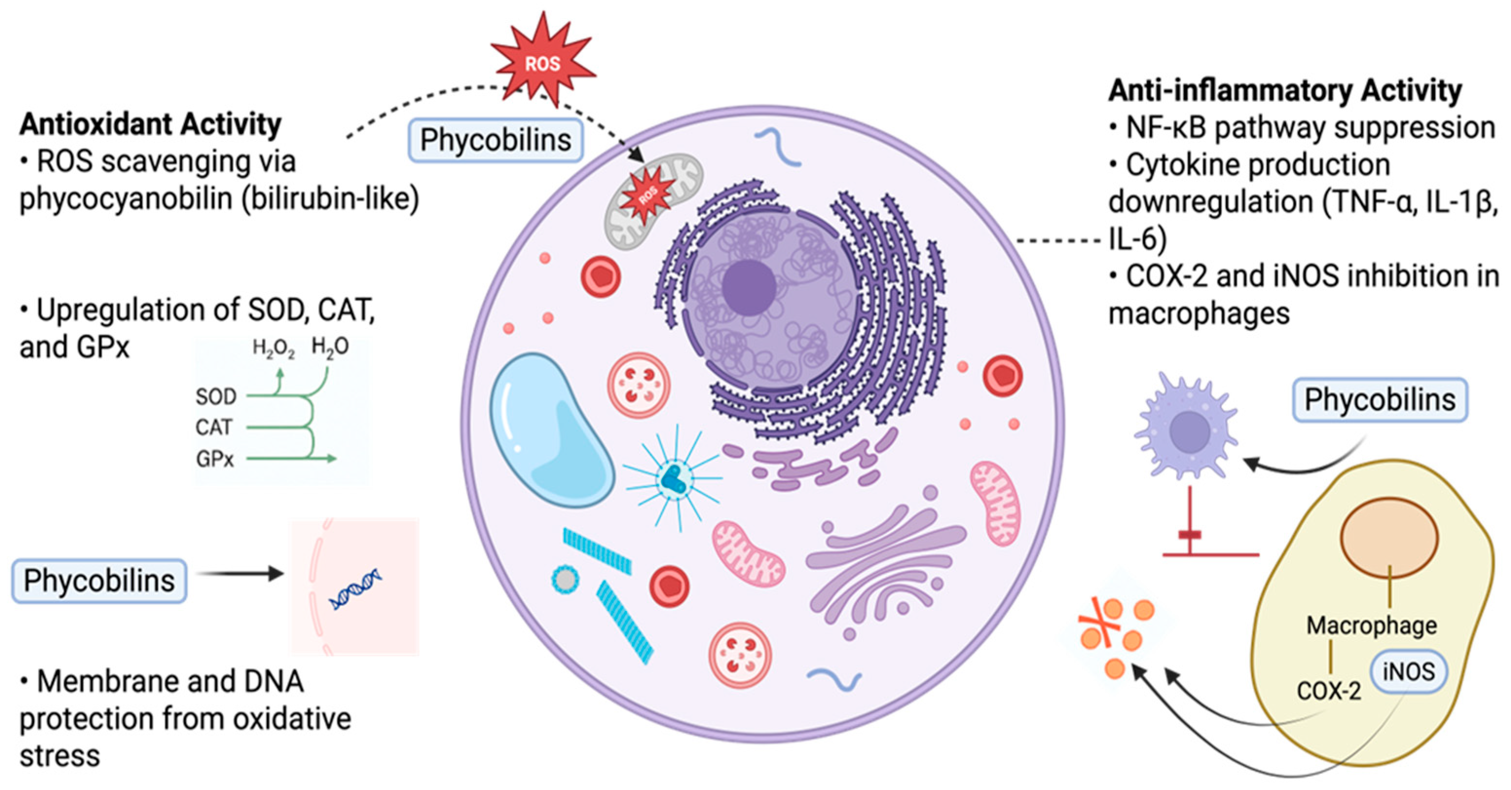 Marinedrugs 23 00201 g005