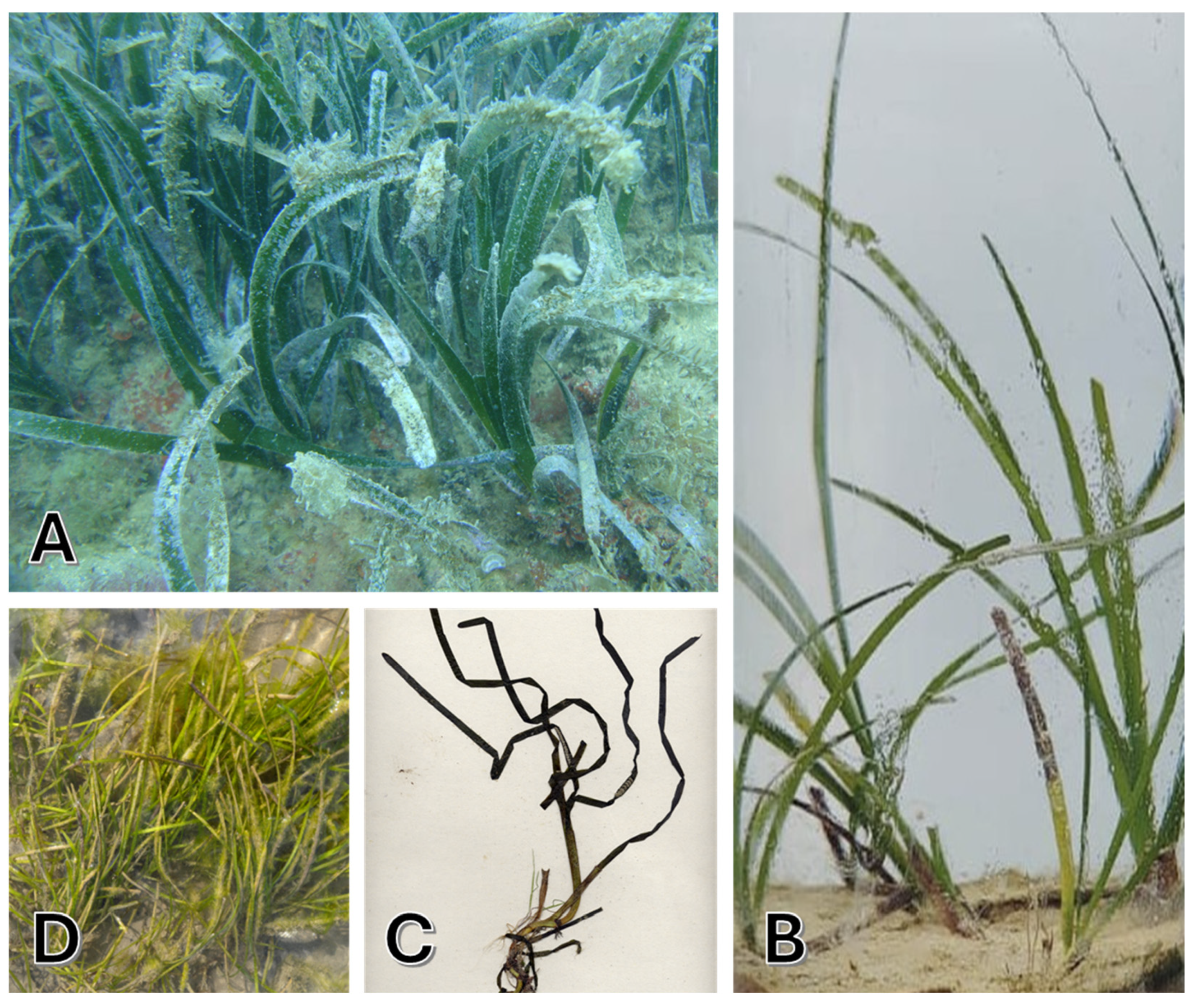 Marinedrugs 23 00206 g002