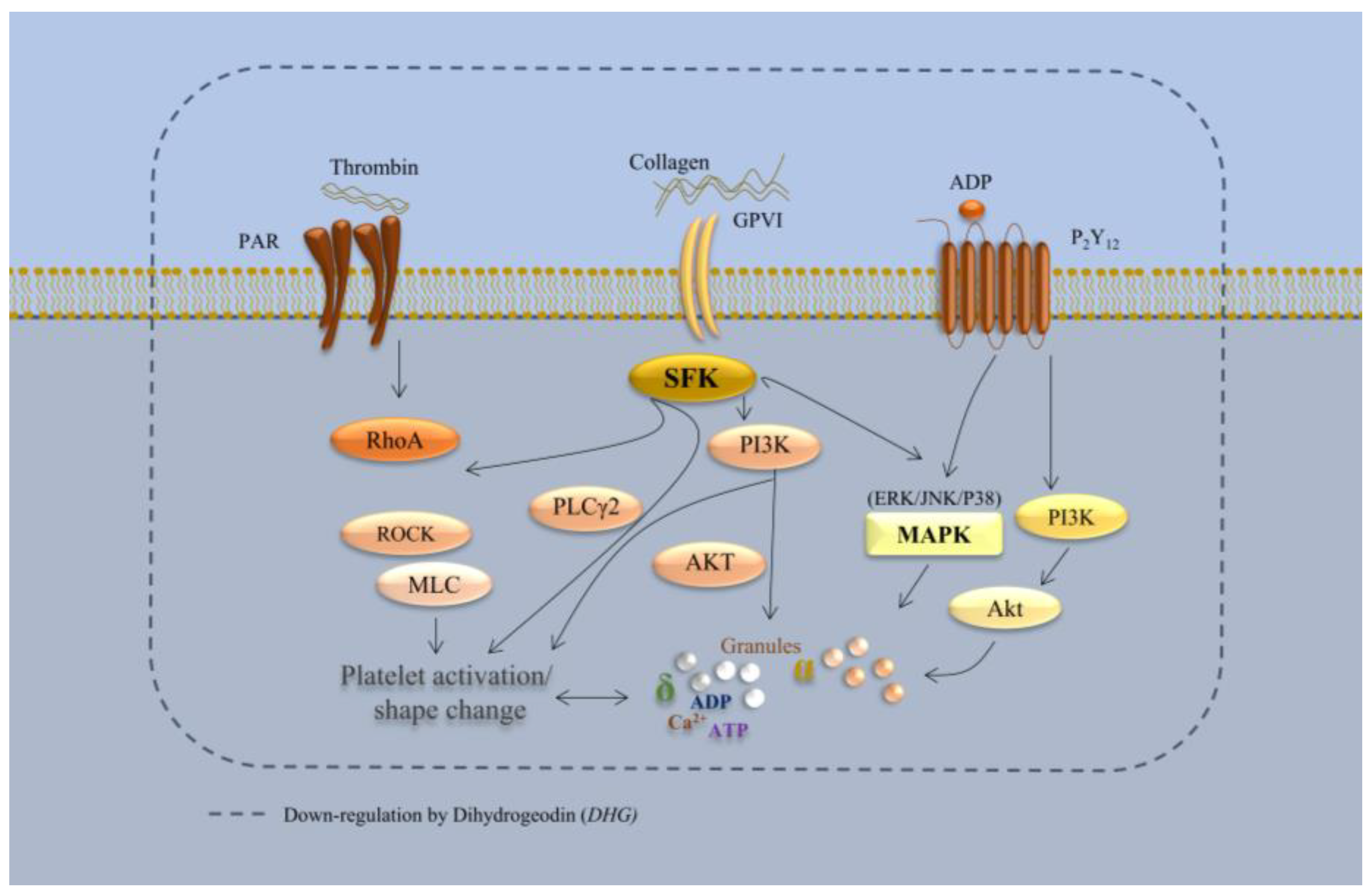 Marinedrugs 23 00212 g008