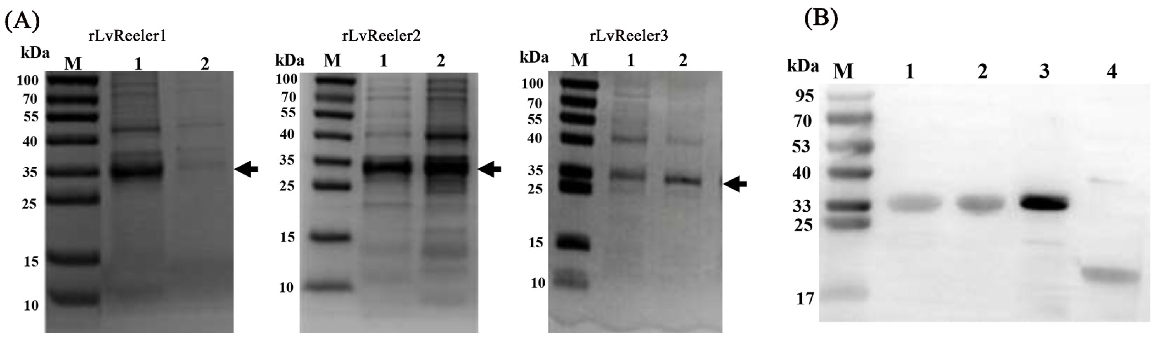 Marinedrugs 23 00215 g005