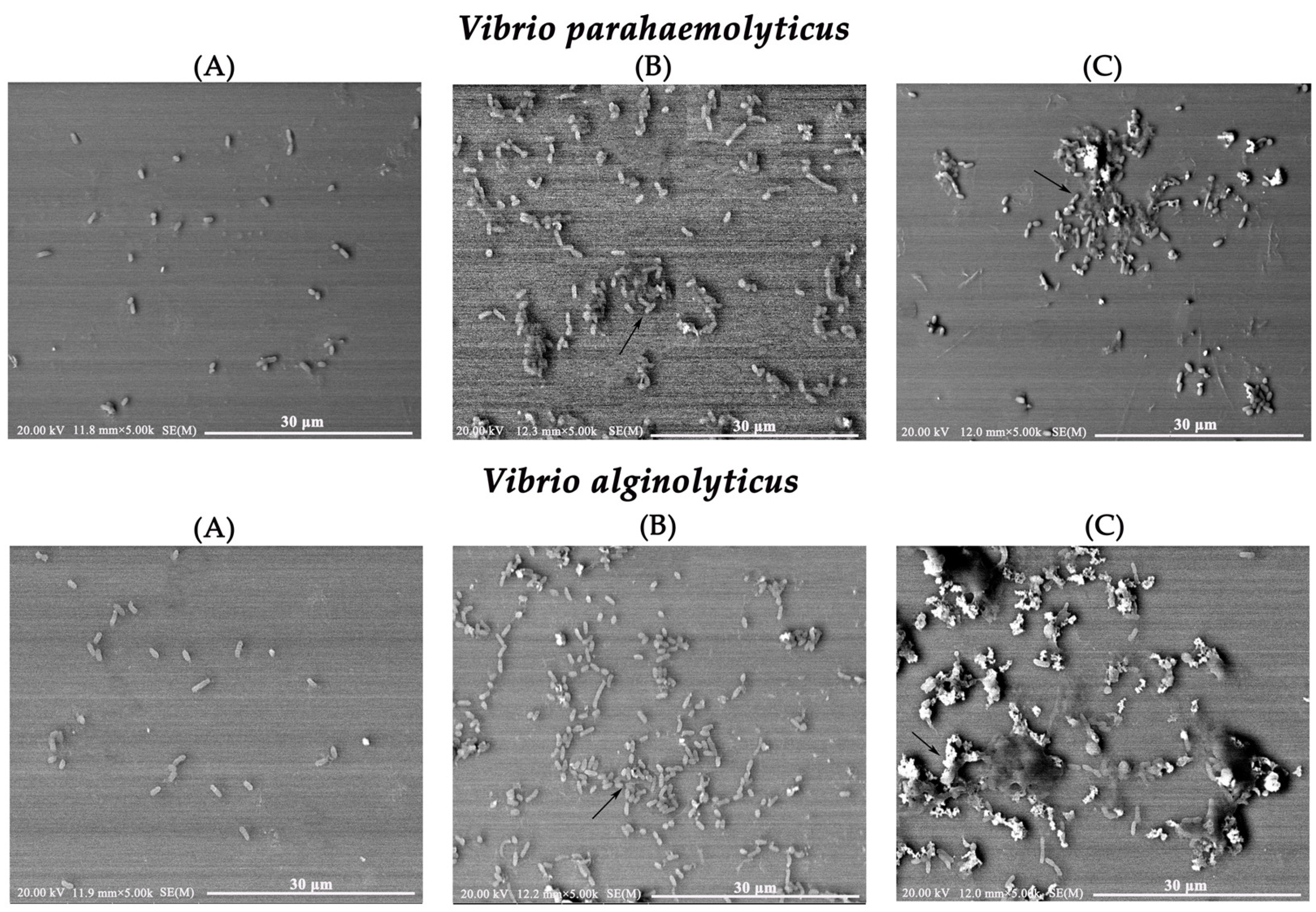 Marinedrugs 23 00215 g006