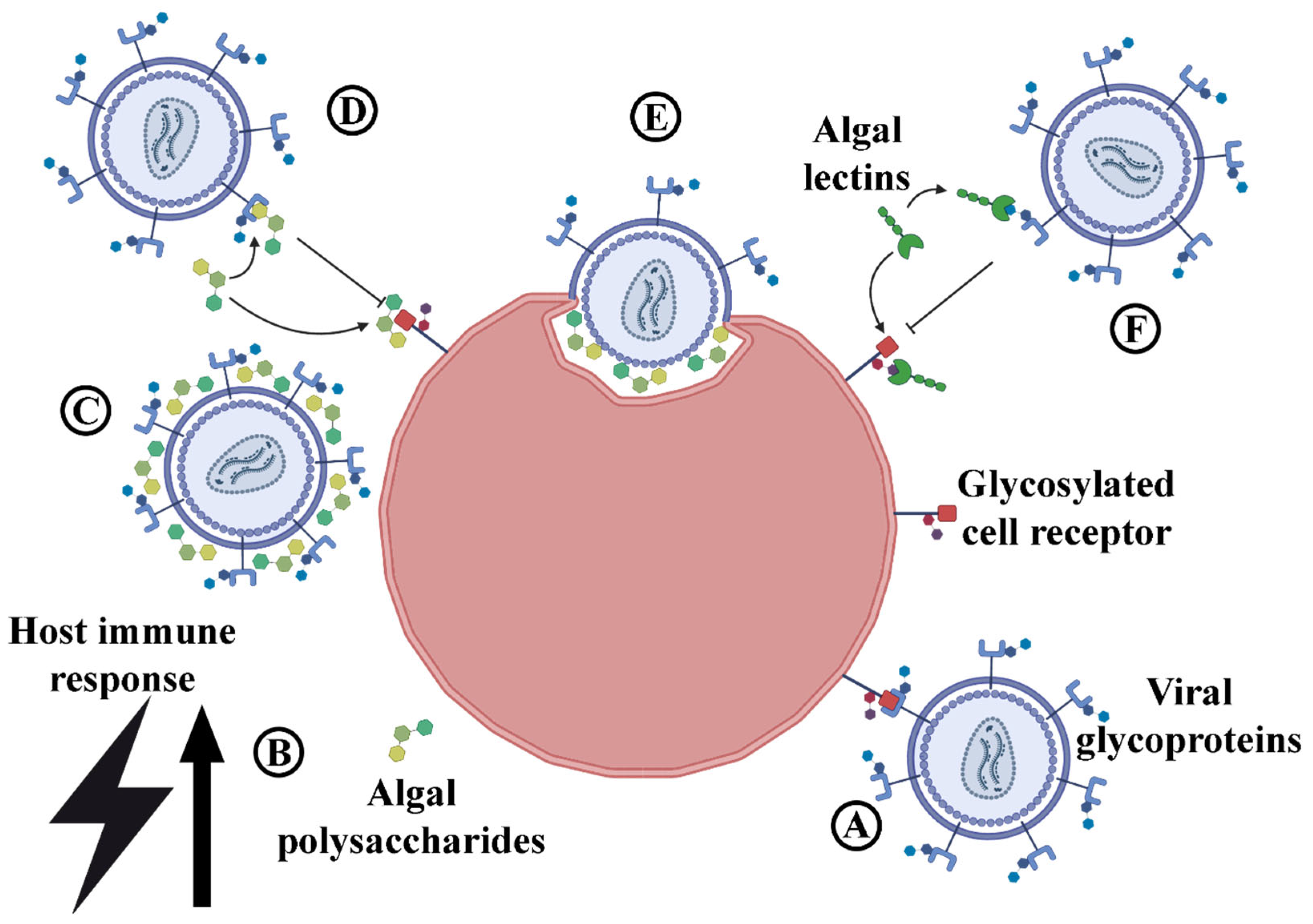 Marinedrugs 23 00222 g007
