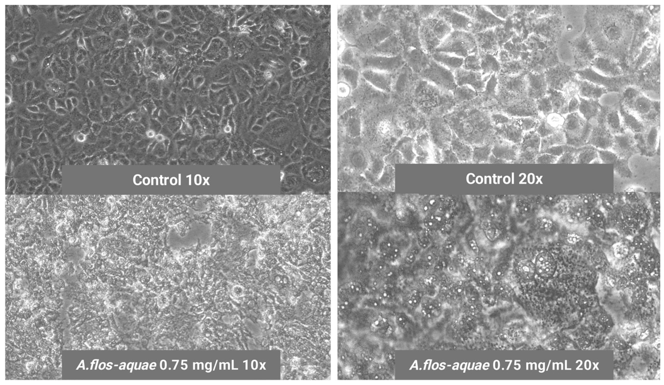 Marinedrugs 23 00225 g004